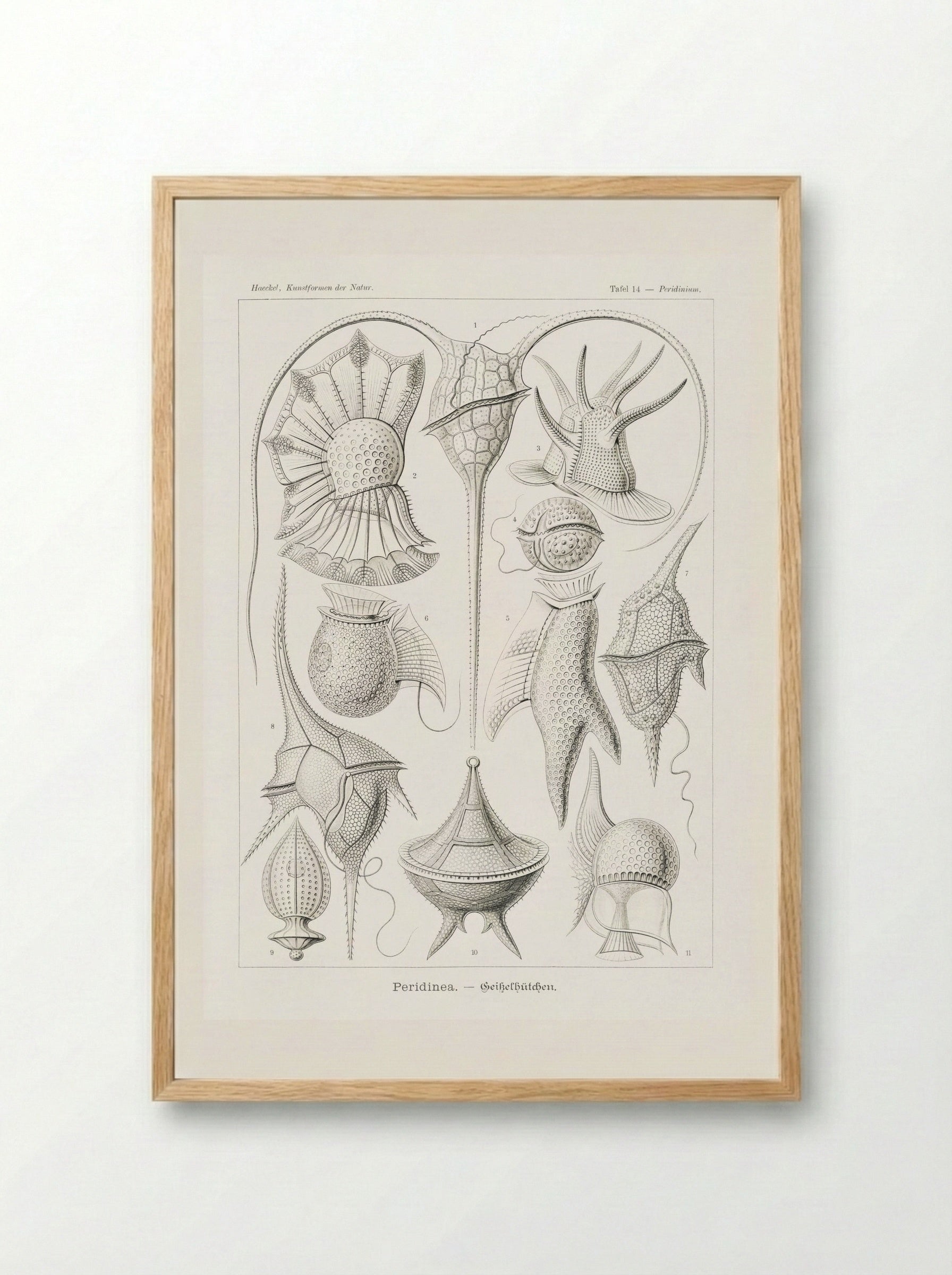 Peridinea-Geikelhütchen (1904) - Ernst Haeckel - Framed Print Wood