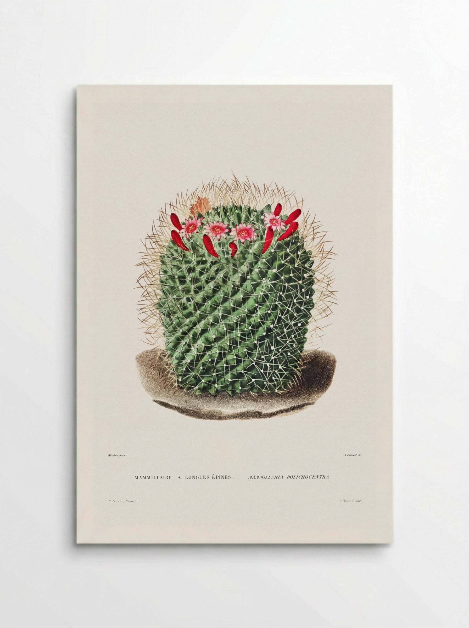 Mammillaria Dolichocentra - Charles Antoine Lemaire - Poster