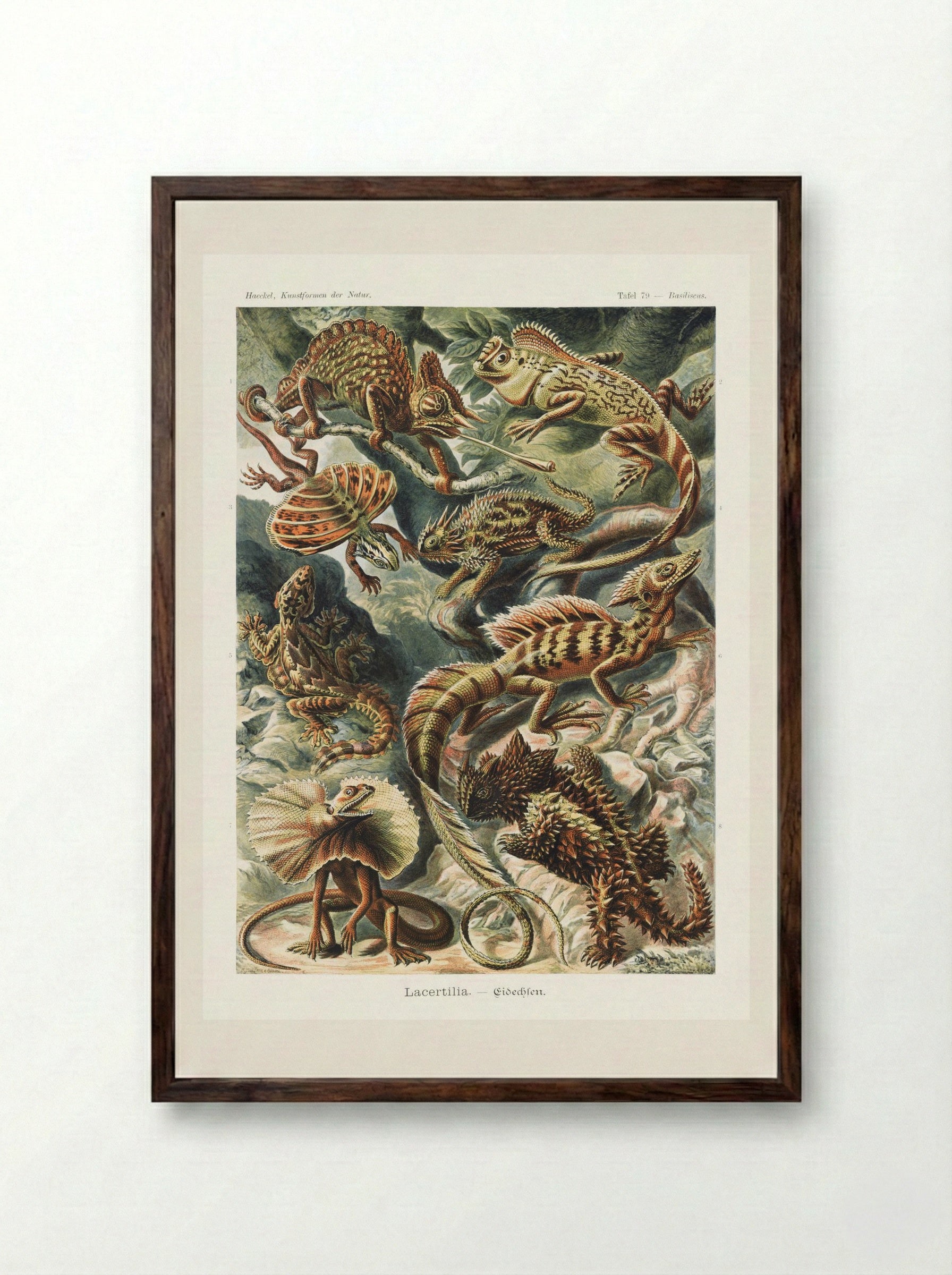 Lacertilia-Eidechlen (1904) - Ernst Haeckel - Framed Print Dark Wood