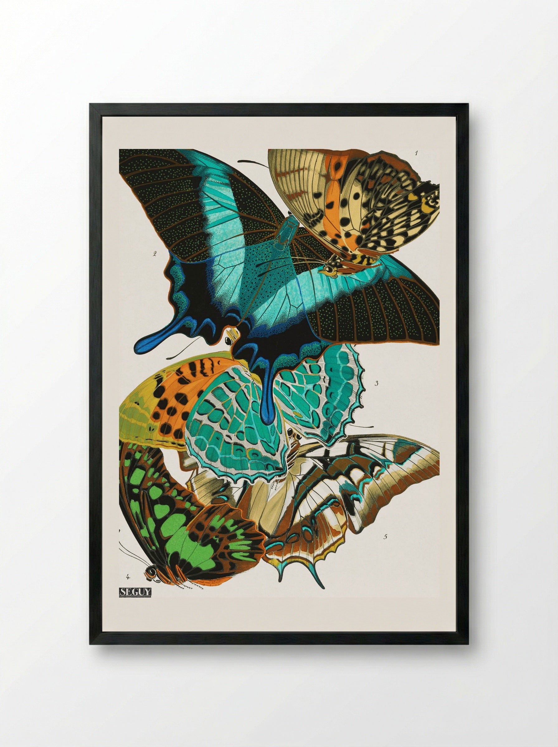Butterflies (Plate 13) - Eugène Alain Séguy - Framed Print Black