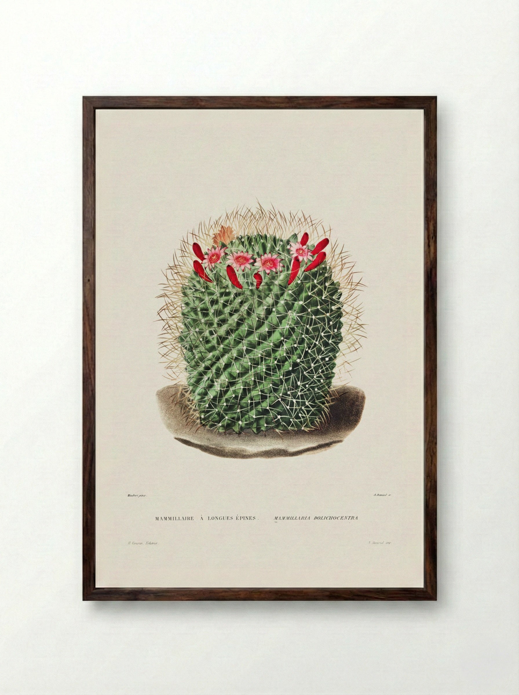 Mammillaria Dolichocentra - Charles Antoine Lemaire - Framed Print Dark Wood