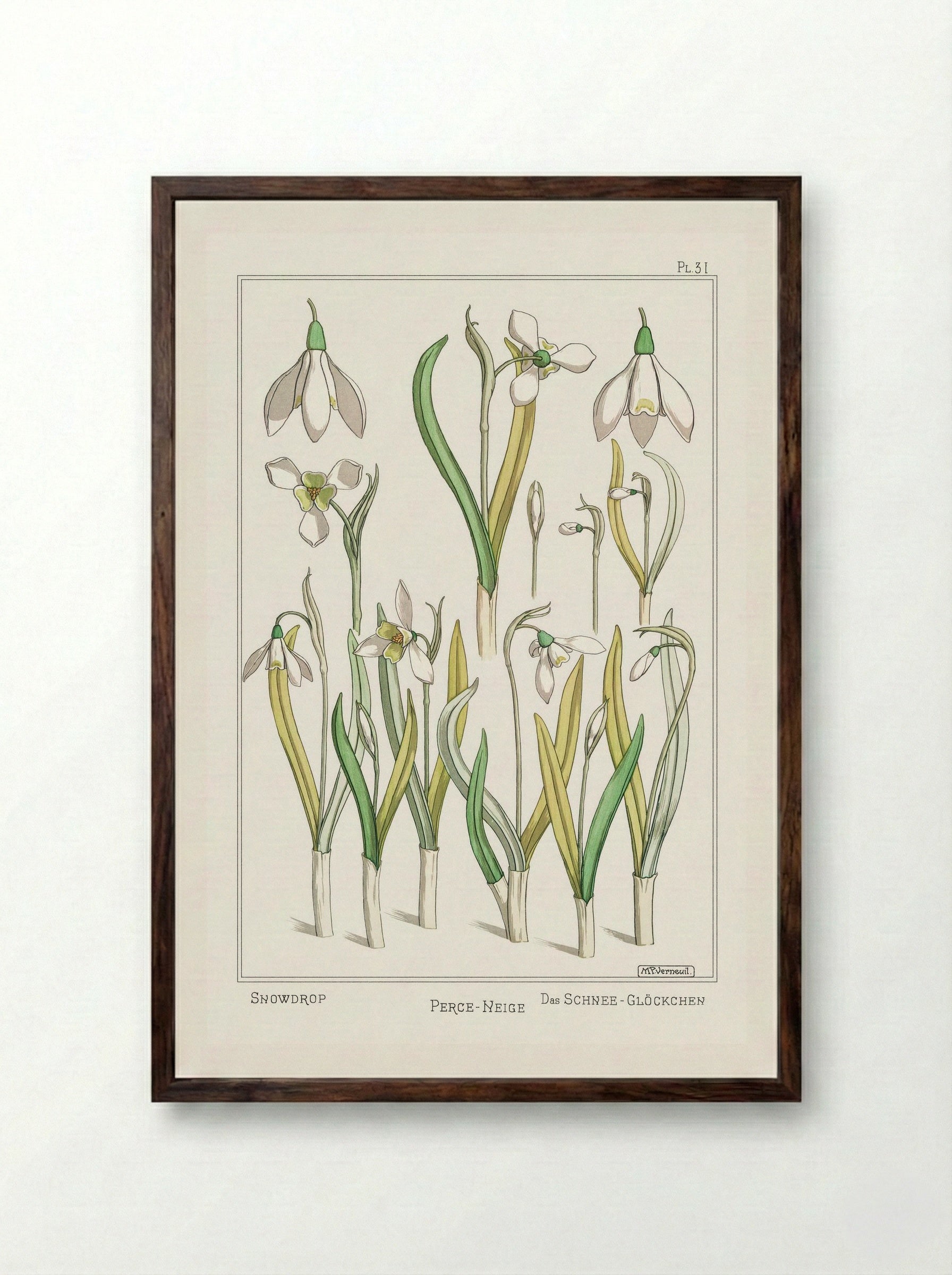 Perce-Neige (Snowdrops) - Maurice Pillard Verneuil - Framed Print Dark Wood