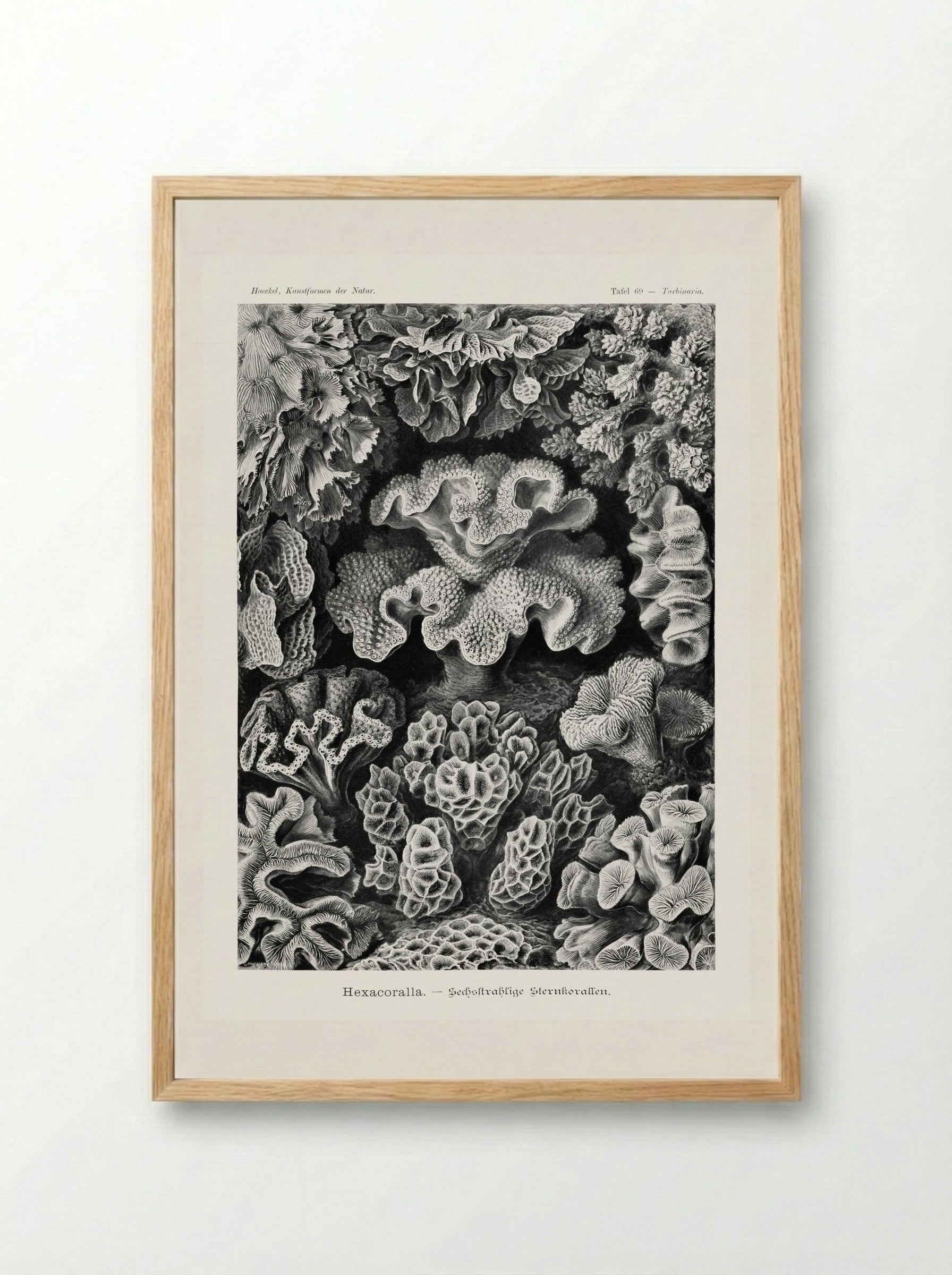 Hexacoralla-Sechsstrahlige Sternkorallen (1904) - Ernst Haeckel - Framed Print Wood