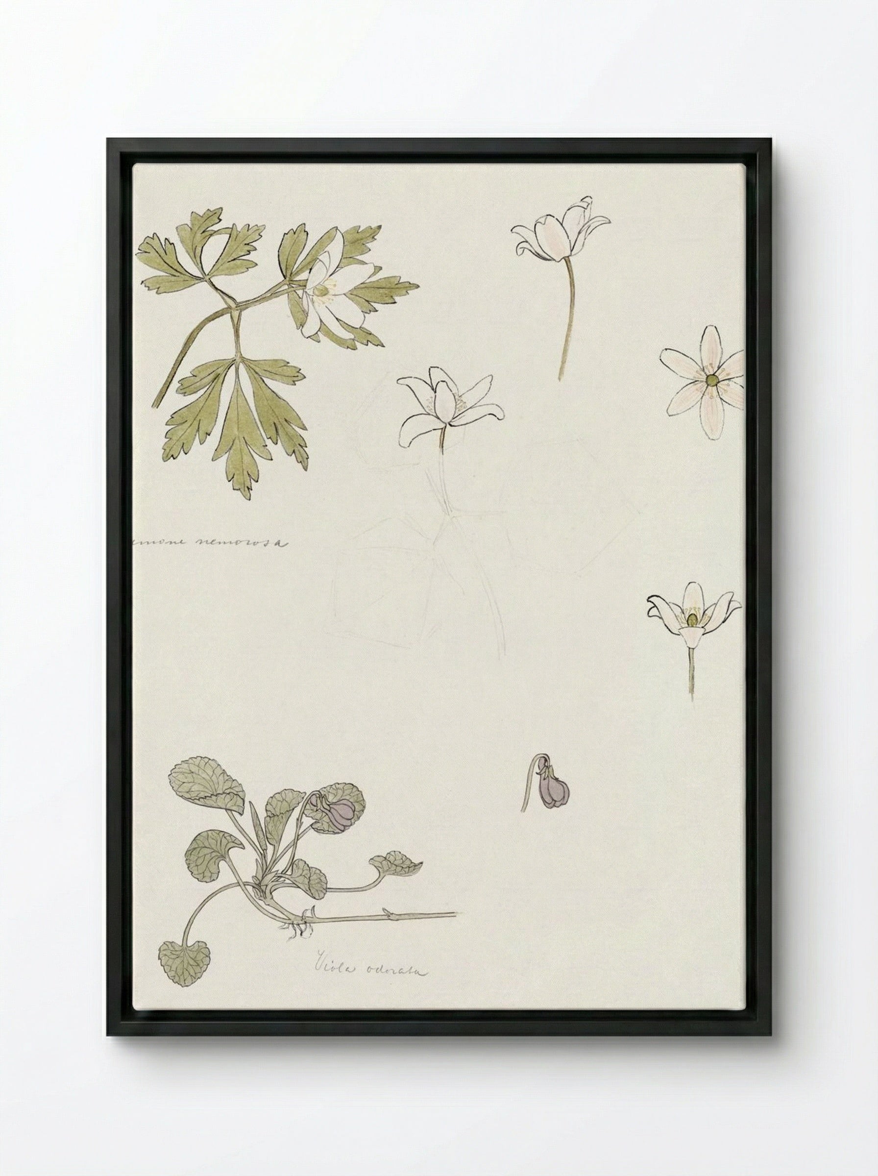Sketches of Wood Anemone and Sweet Violet - Julie de Graag - Framed Canvas Black