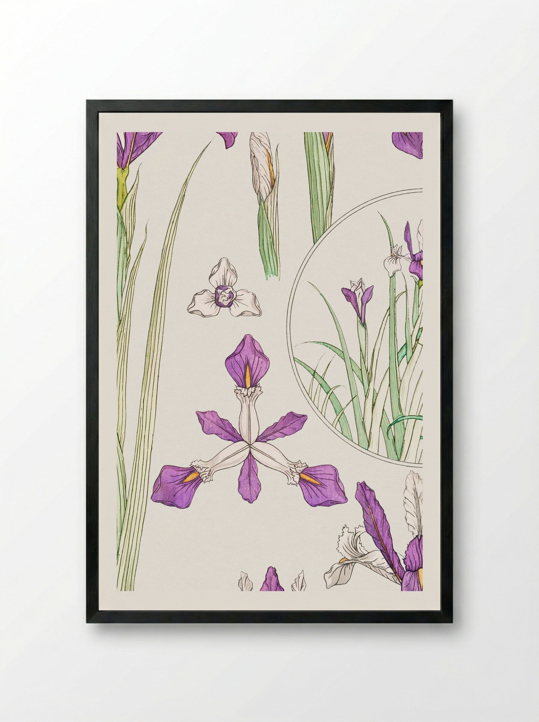 Iris, from La Plante et ses Applications ornementales - Maurice Pillard Verneuil - Framed Print Black