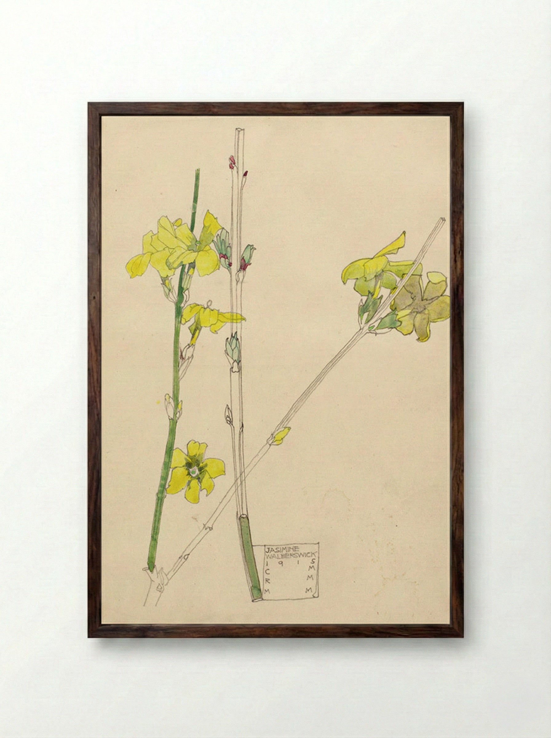 Jasmine (Botanical Study) - Fine Art Print - Framed Print Dark Wood
