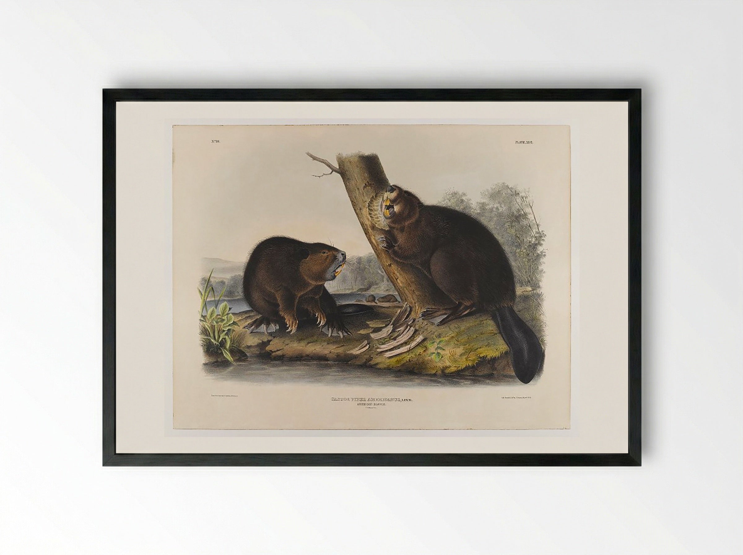 American Beaver - John James Audubon - Framed Print Black