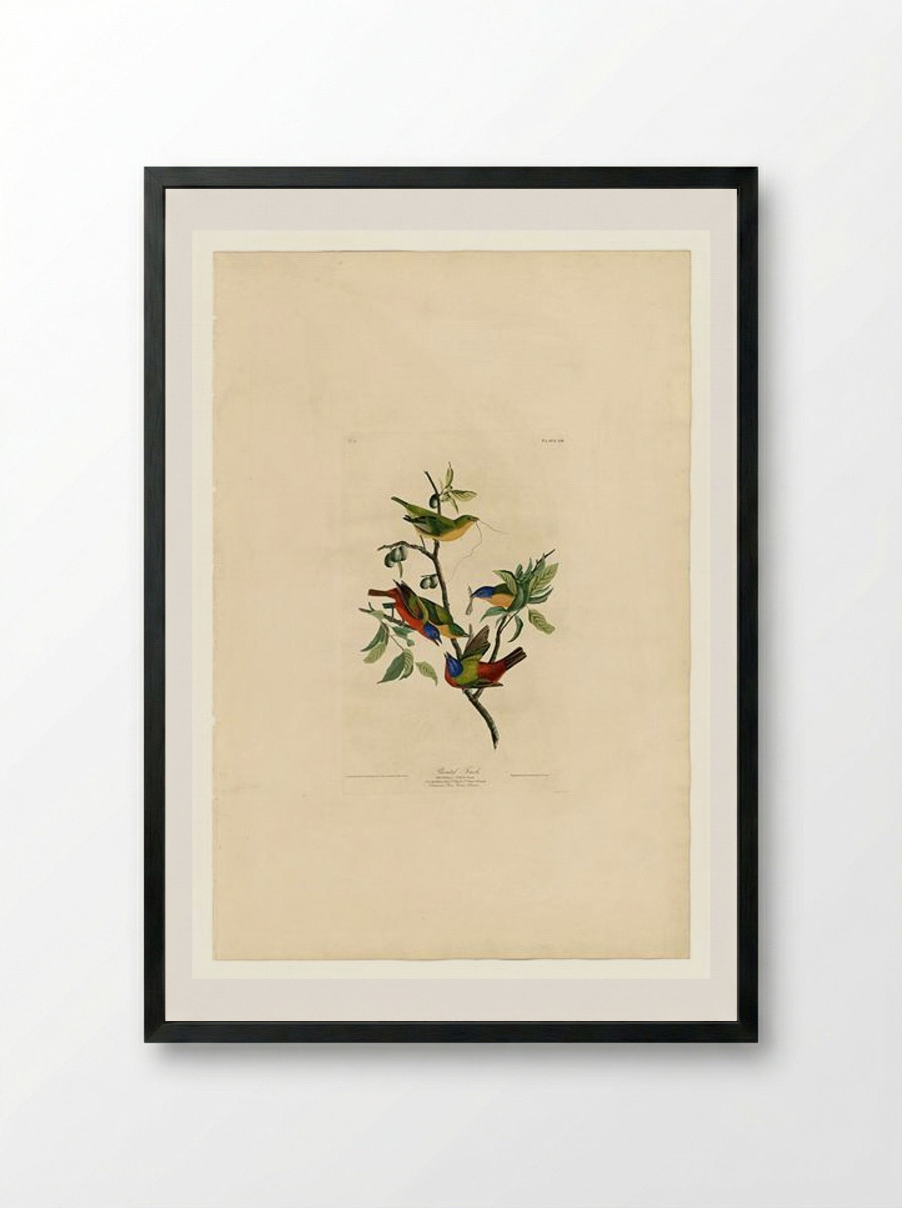 Plate 53. Painted Finch - John James Audubon - Framed Print Black