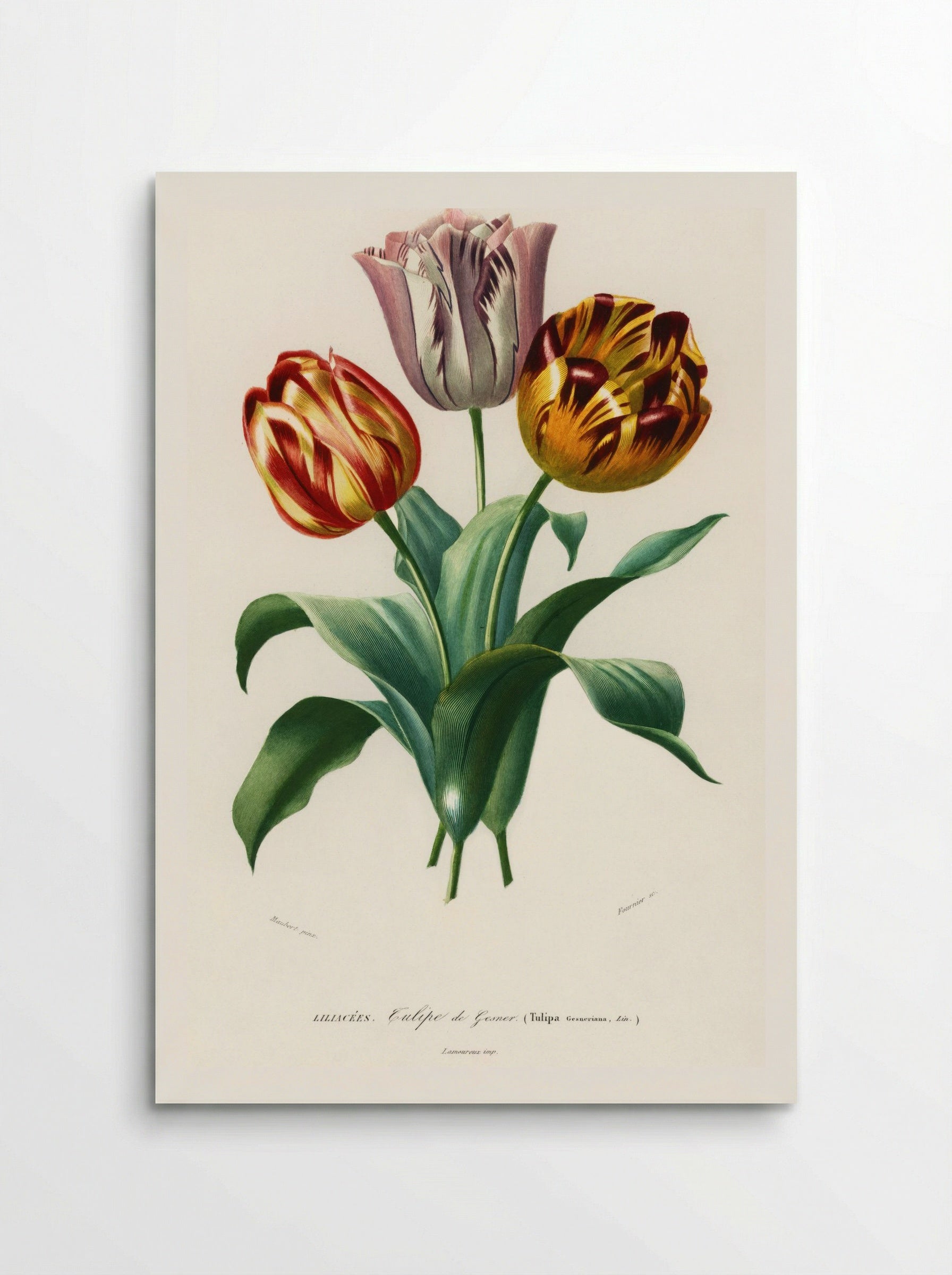 Tulip (Tulipa gesneriana) - Charles Dessalines D'Orbigny - Poster