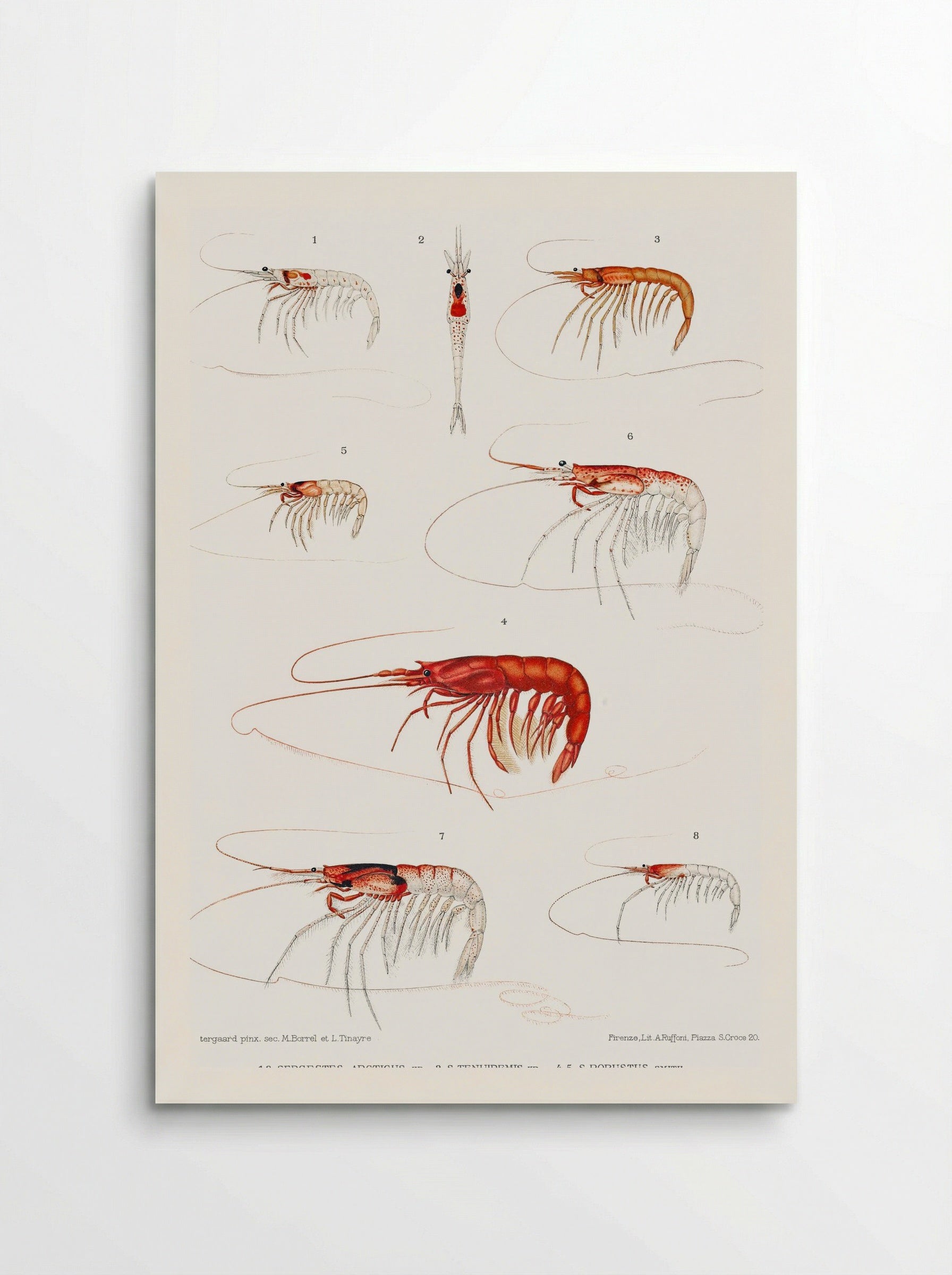 Shrimp Varieties Set Illustration - Albert I of Monaco - Poster