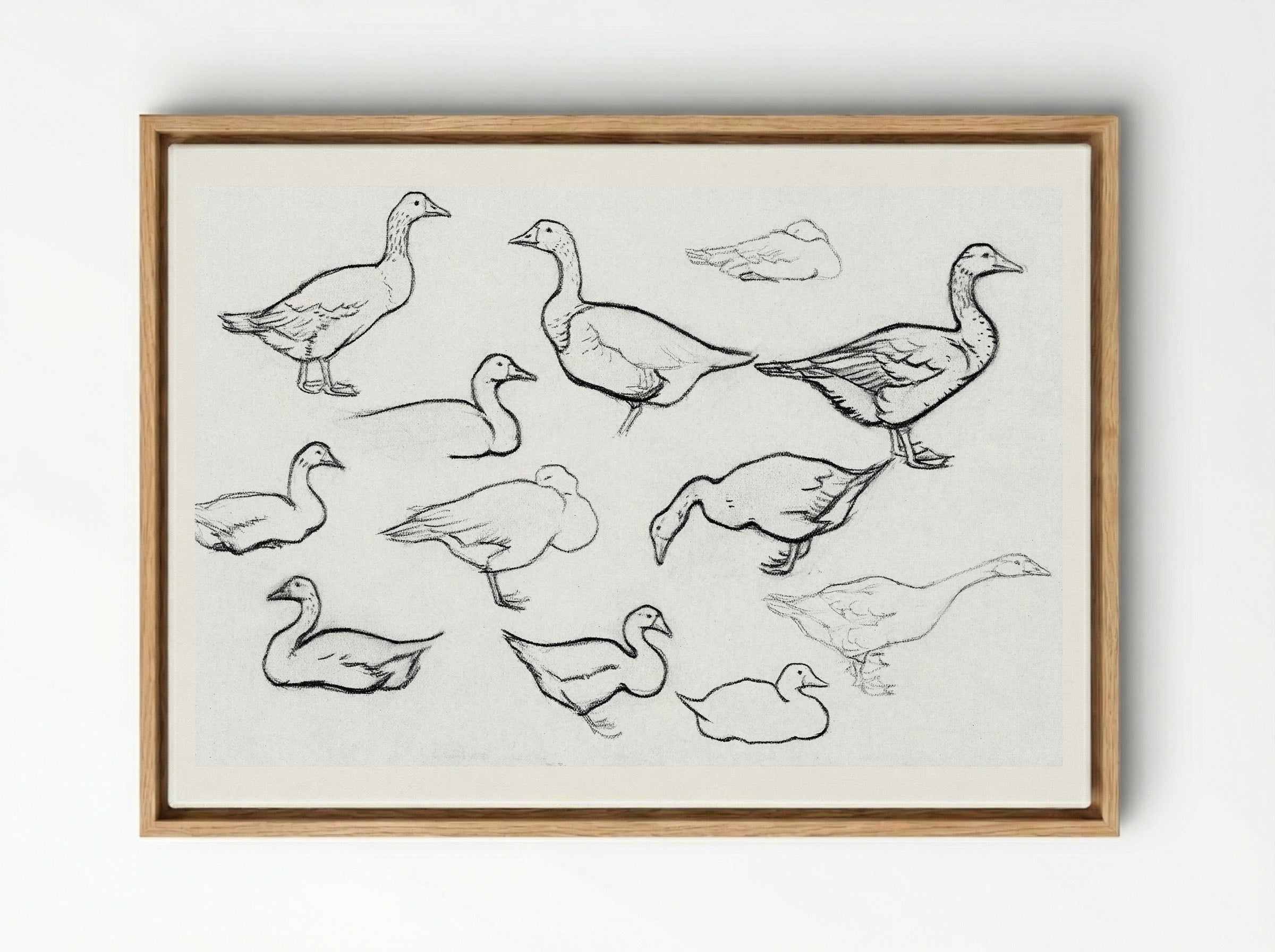 Study of Geese - Julie de Graag - Framed Canvas Wood