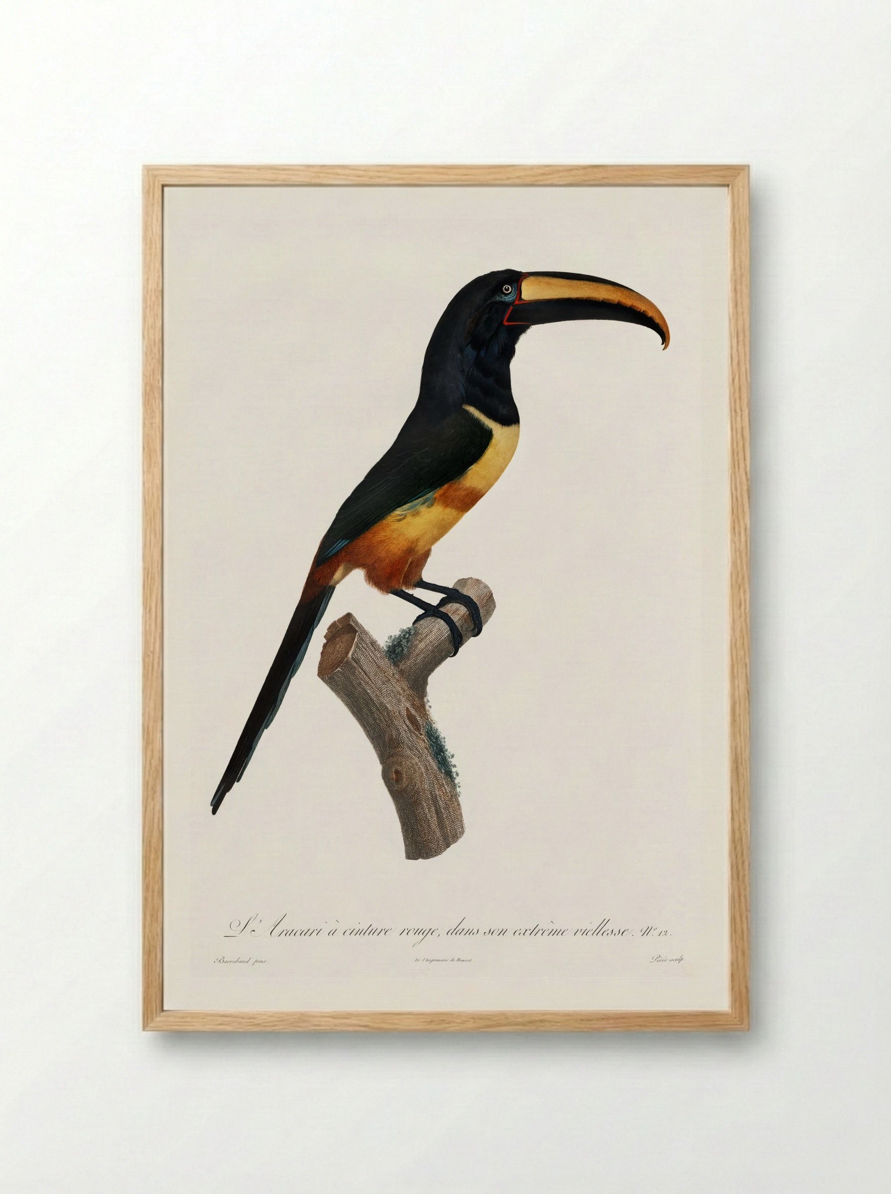 Old Red Belt Aracari - Jacques Barraband - Framed Print Wood