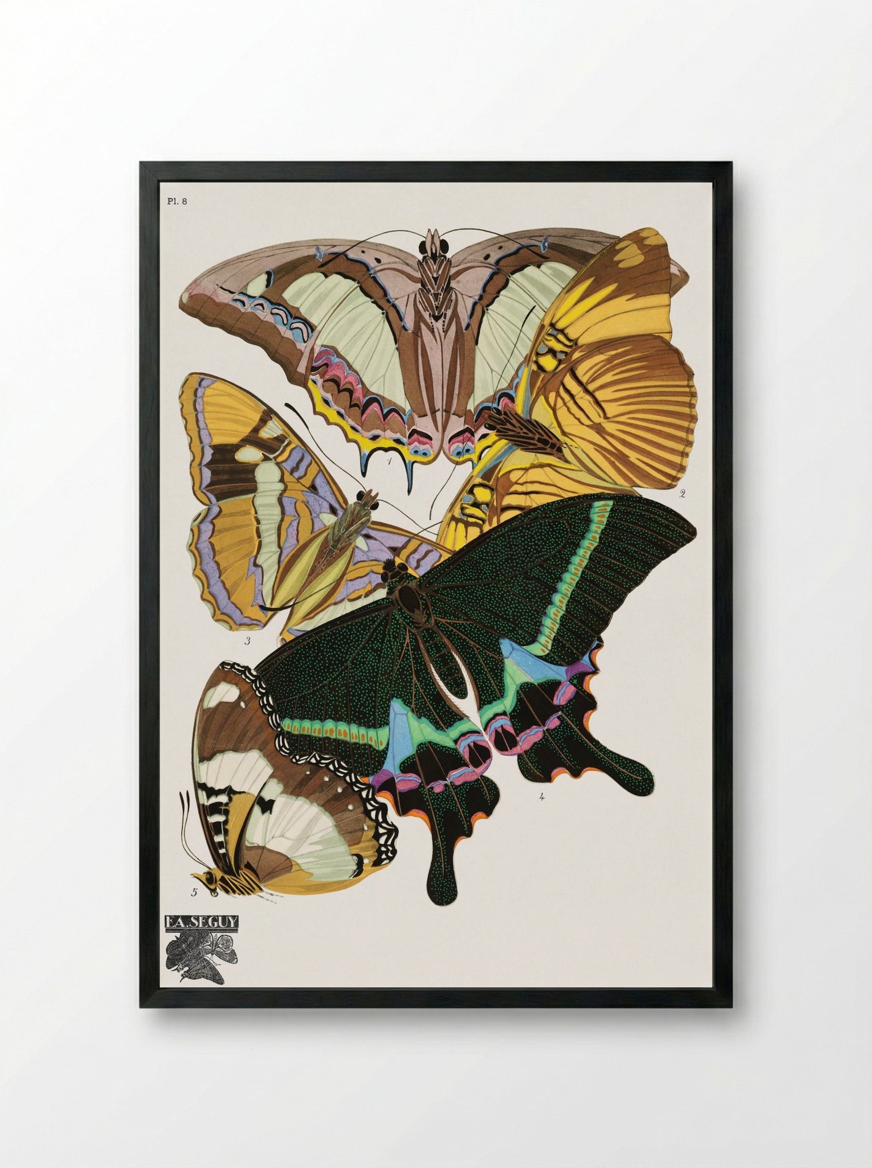 Butterflies (Plate 8) - Émile-Allain Séguy - Framed Print Black