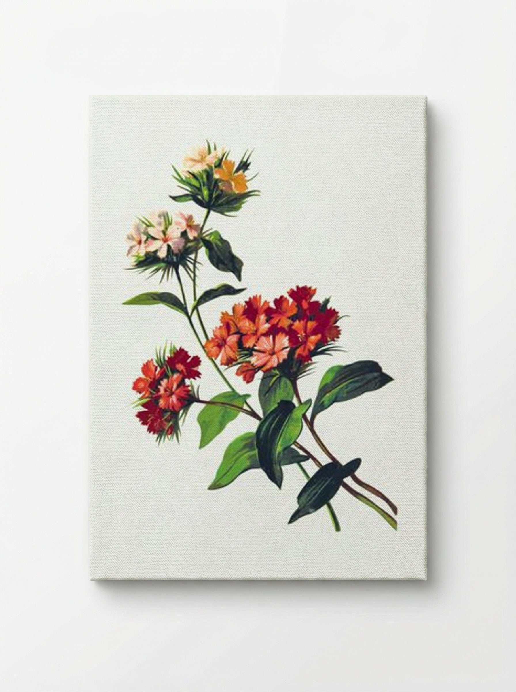 Sweet William Flower - Fine Art Print - Canvas