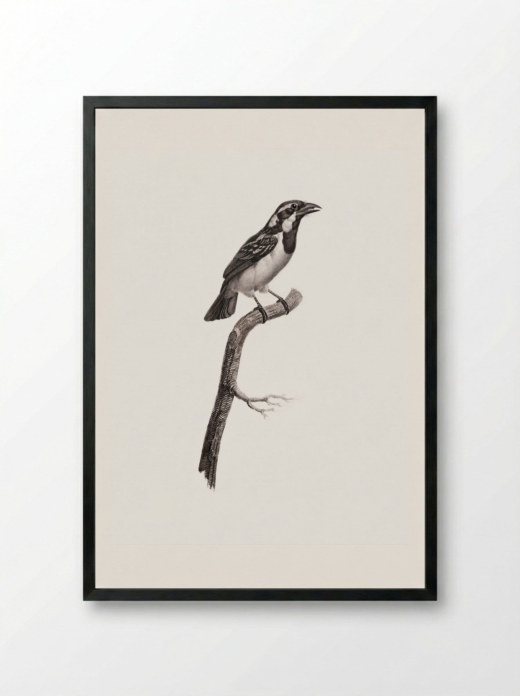 Black-throated Sparrow - Jacques Barraband - Framed Print Black