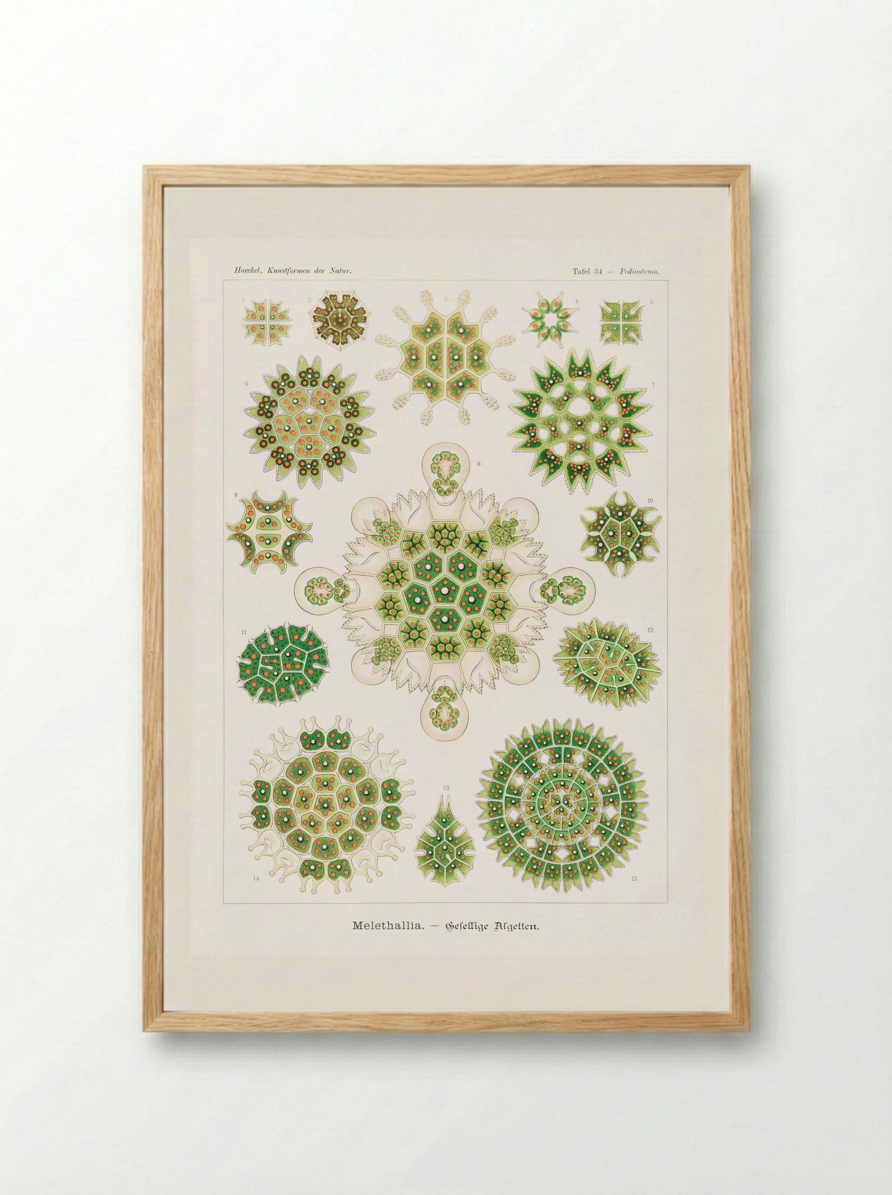 Melethallia-Gesellige Algetten (1904) - Ernst Haeckel - Framed Print Wood