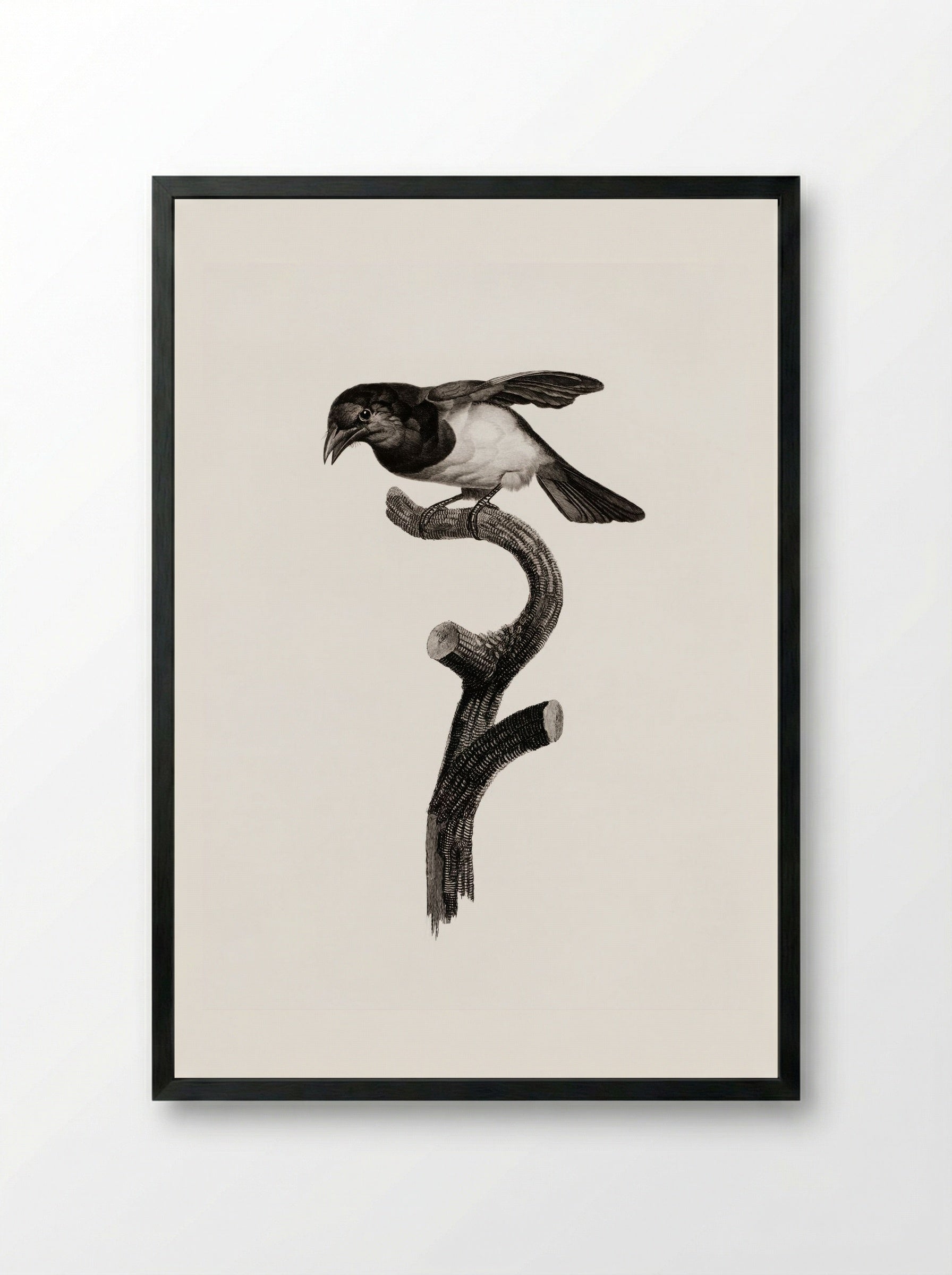 Black Barbet - Jacques Barraband - Framed Print Black