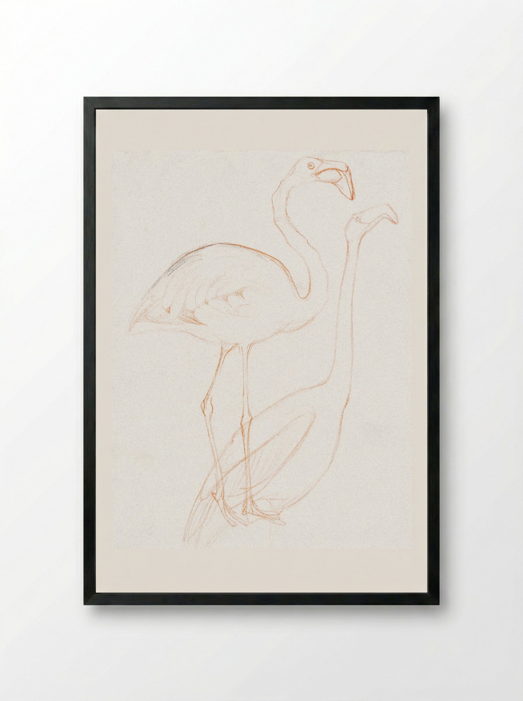 Two Studies of a Flamingo - Theo van Hoytema - Framed Print Black