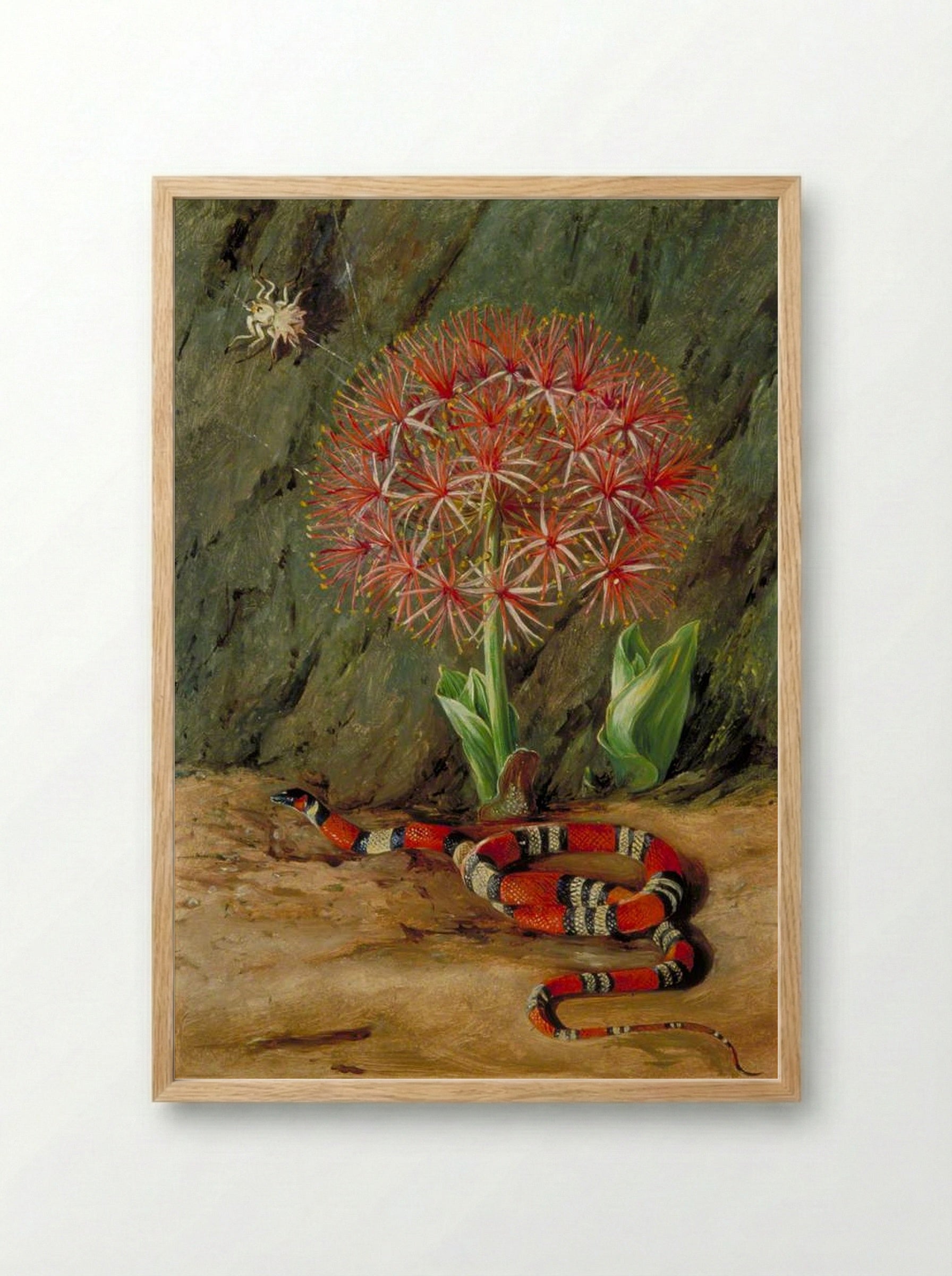 Flor Imperiale, Coral Snake and Spider, Brazil - Marianne North - Framed Print Wood