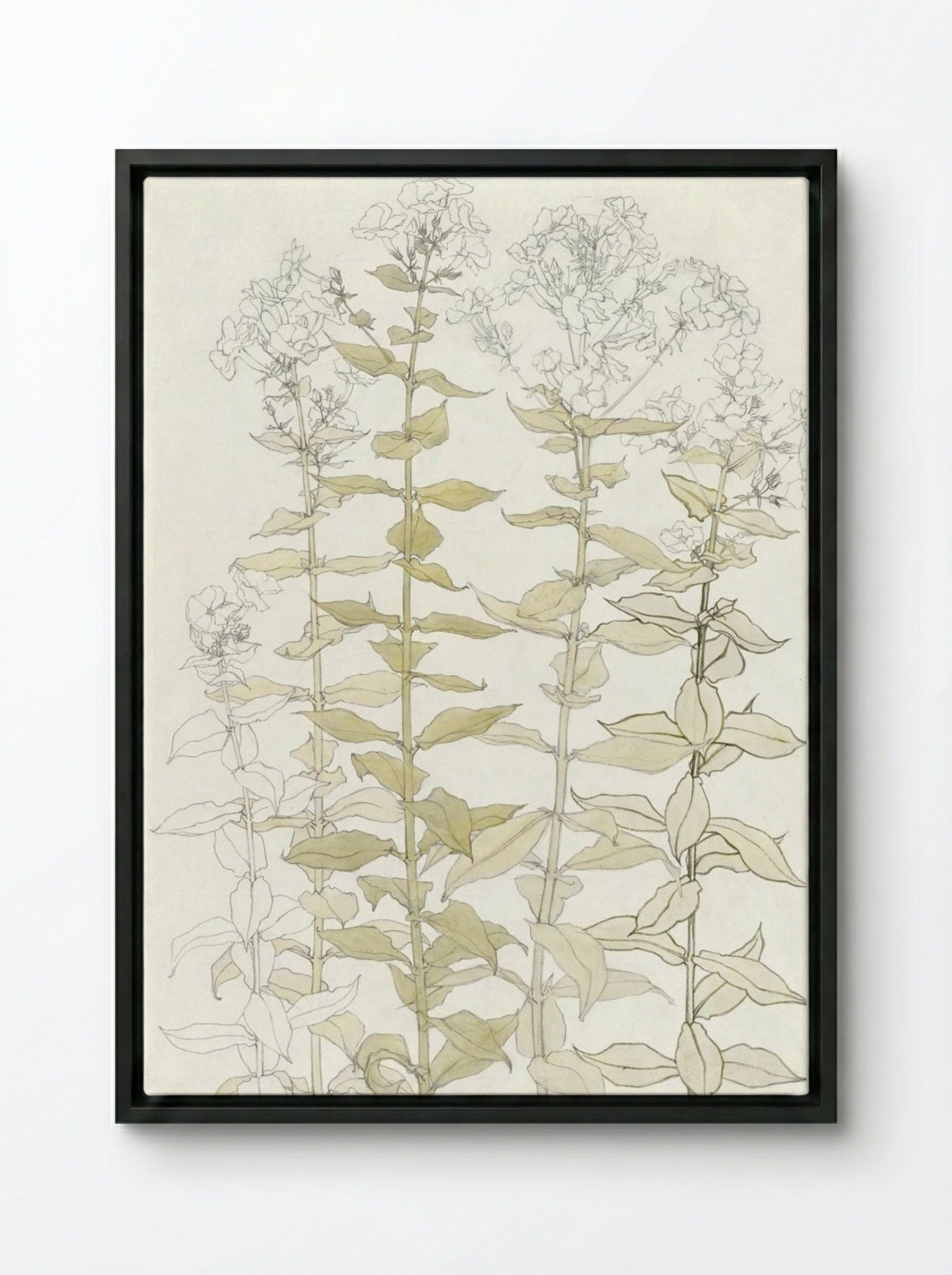 Phlox (Colour Sketch) - Julie de Graag - Framed Canvas Black