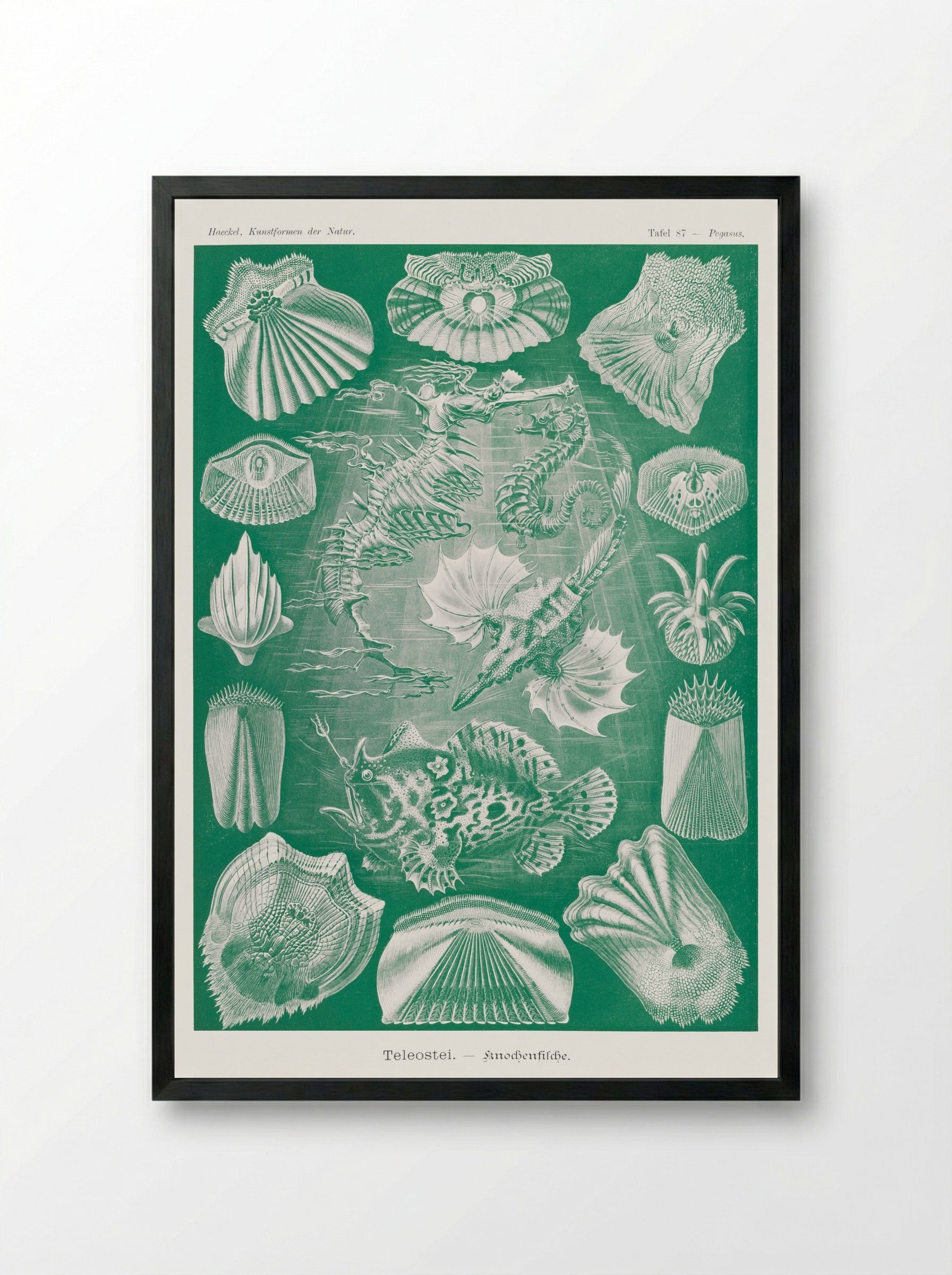 Teleostei-Knochenfische (1904) - Ernst Haeckel - Framed Print Black