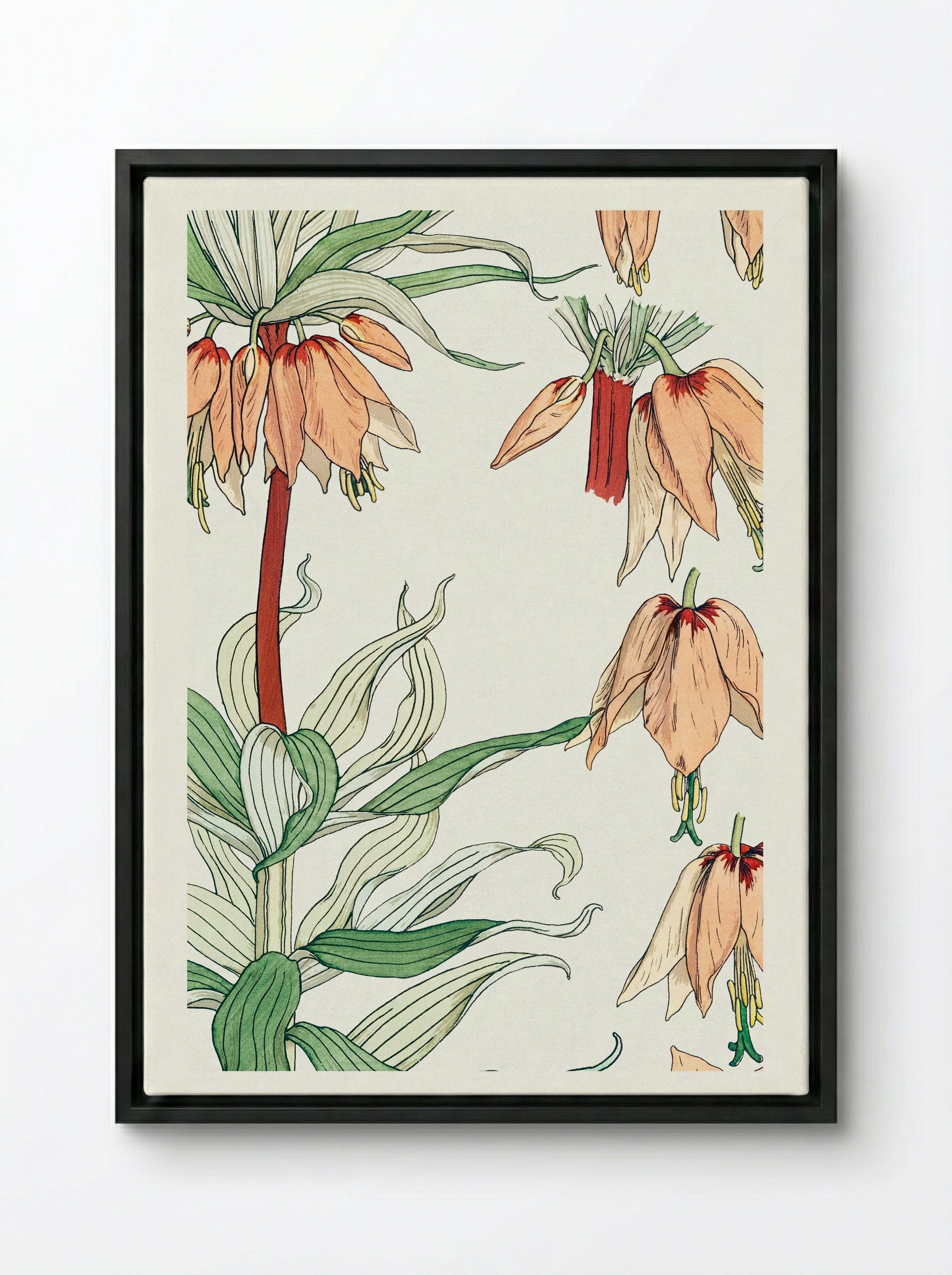 Couronne Impériale (Crown Imperial) - Maurice Pillard Verneuil - Framed Canvas Black