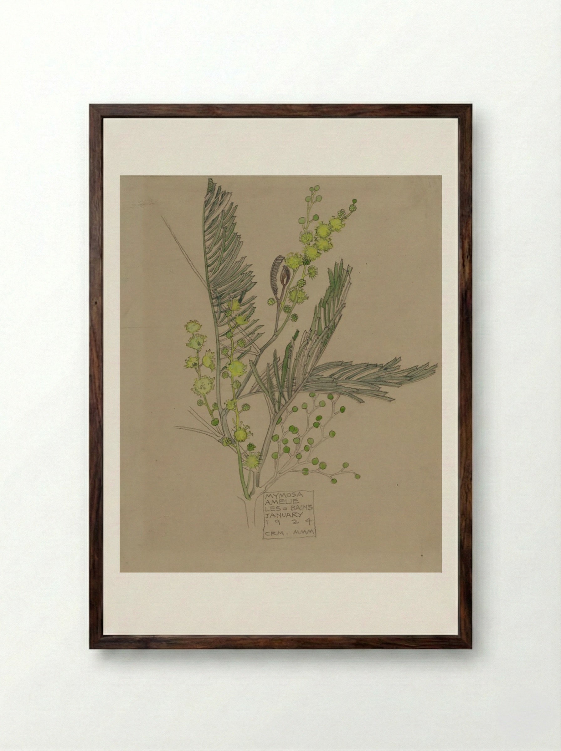 Mimosa, Amélie-les-Bains (January 1924) - Fine Art Print - Framed Print Dark Wood