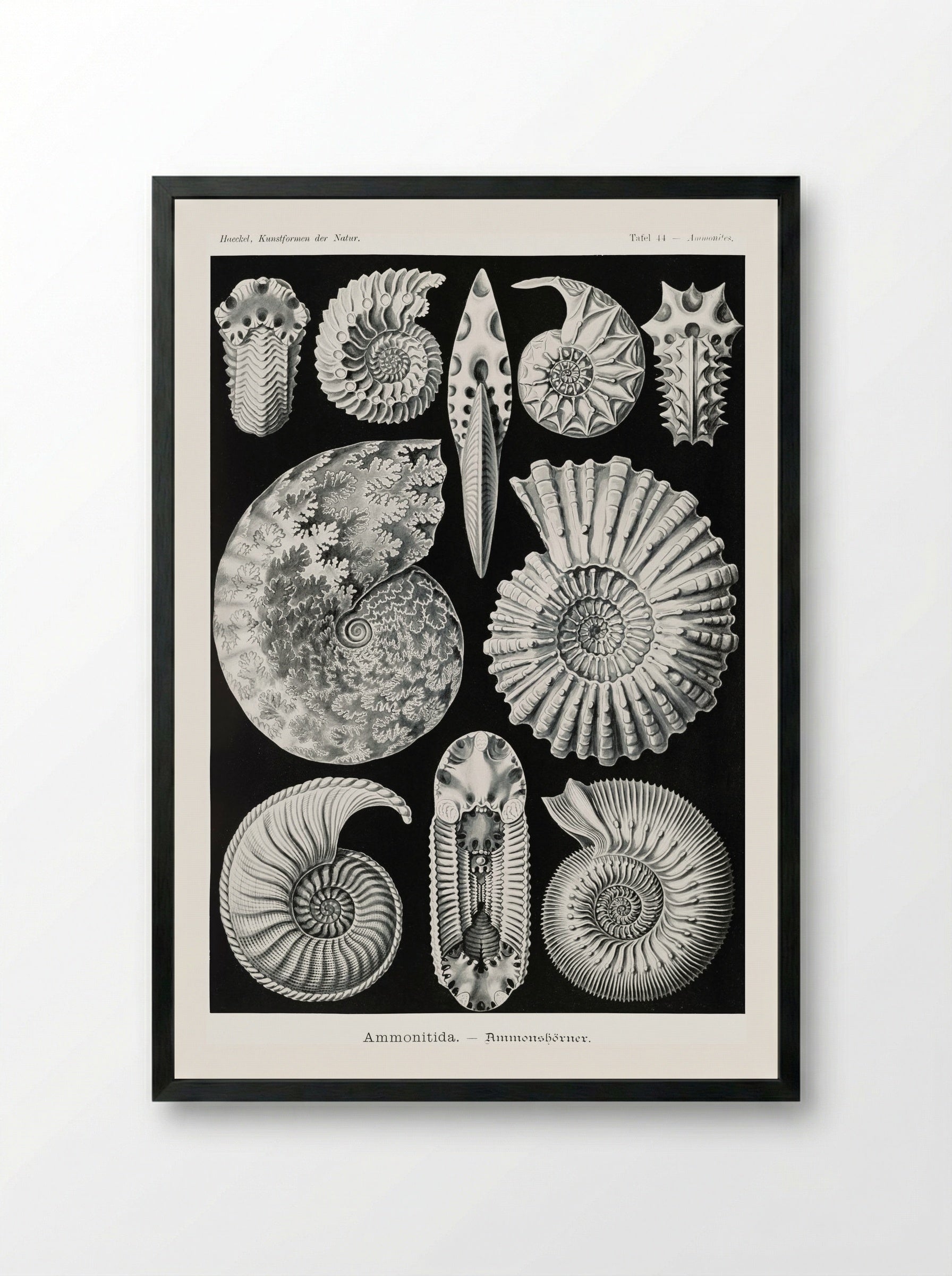 Ammonitida-Ammonshörner (1904) - Ernst Haeckel - Framed Print Black