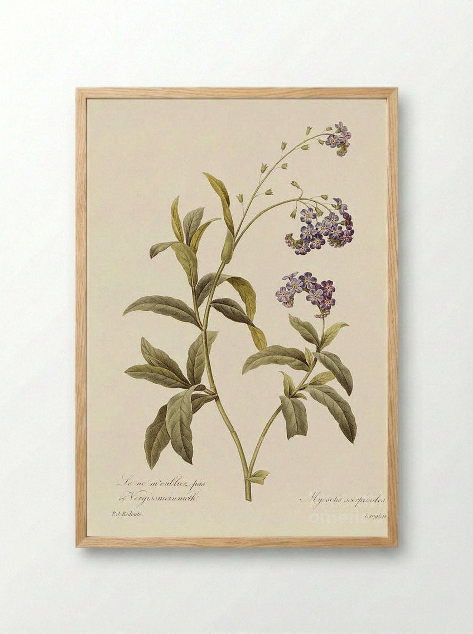 Forget Me Not - Pierre-Joseph Redouté - Framed Print Wood
