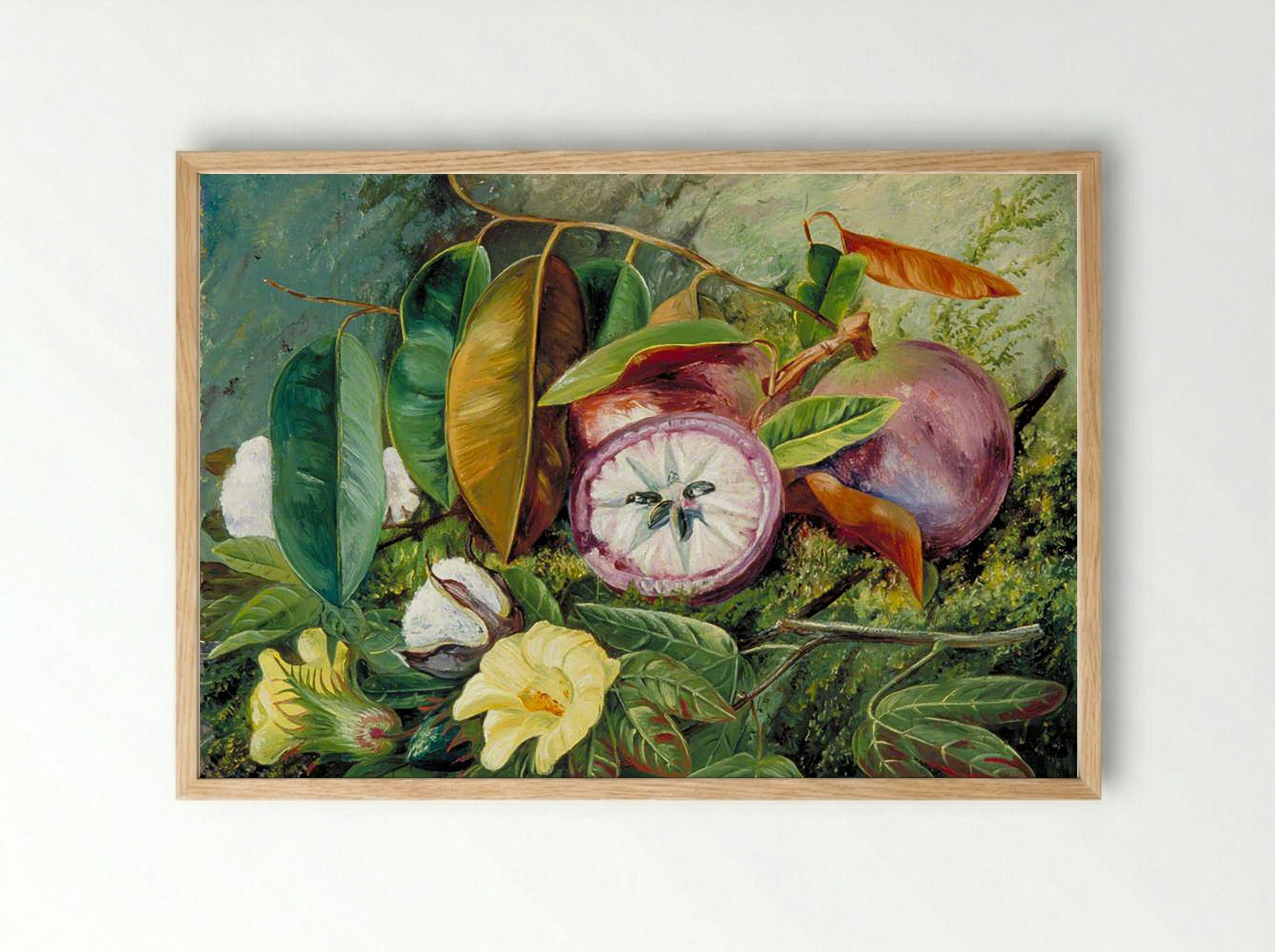 Foliage, Flowers and Seed-Vessels of Cotton and Fruit of Star Apple, Jamaica - Marianne North - Framed Print Wood