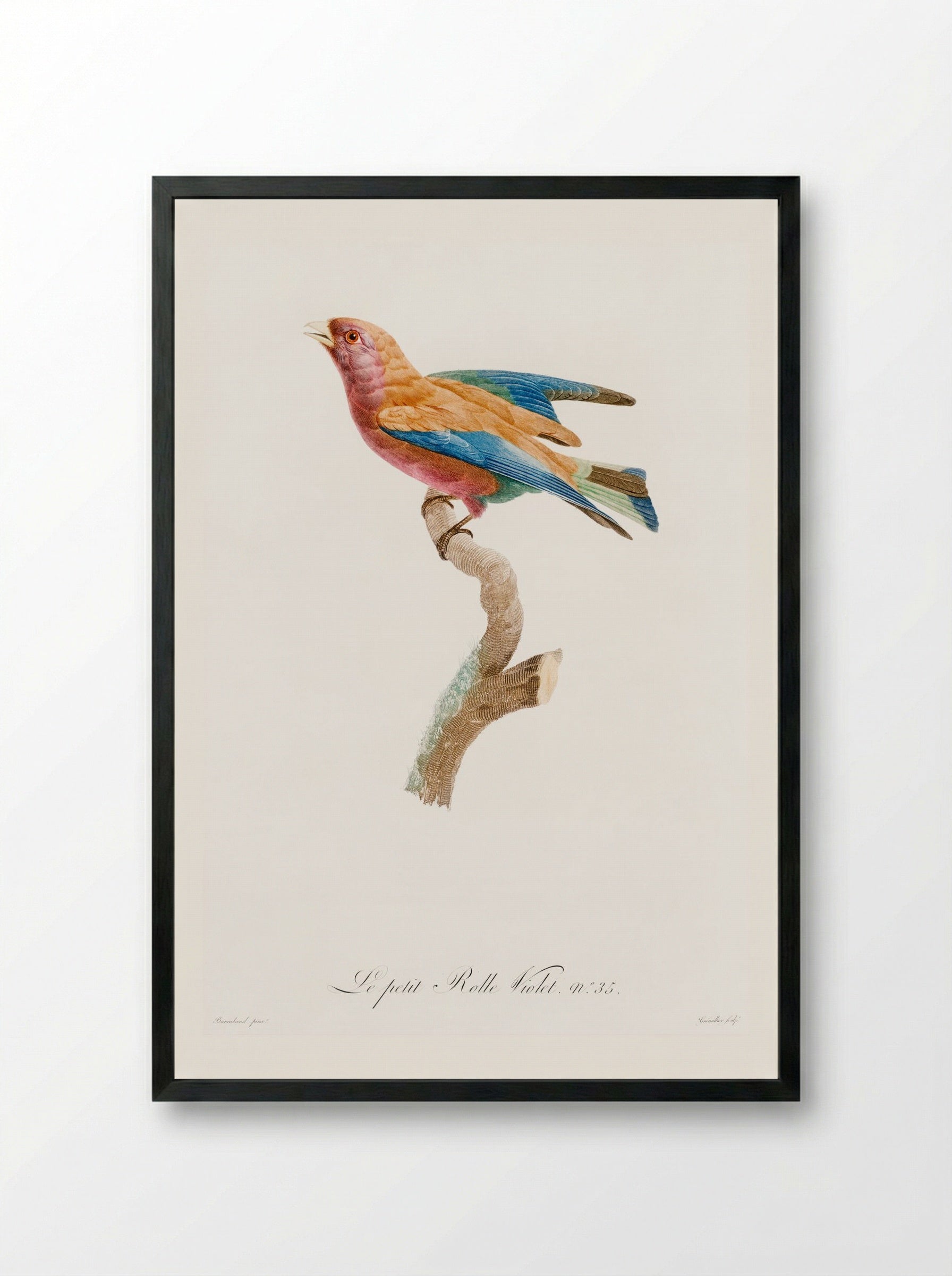 Young Violet Roller - Jacques Barraband - Framed Print Black