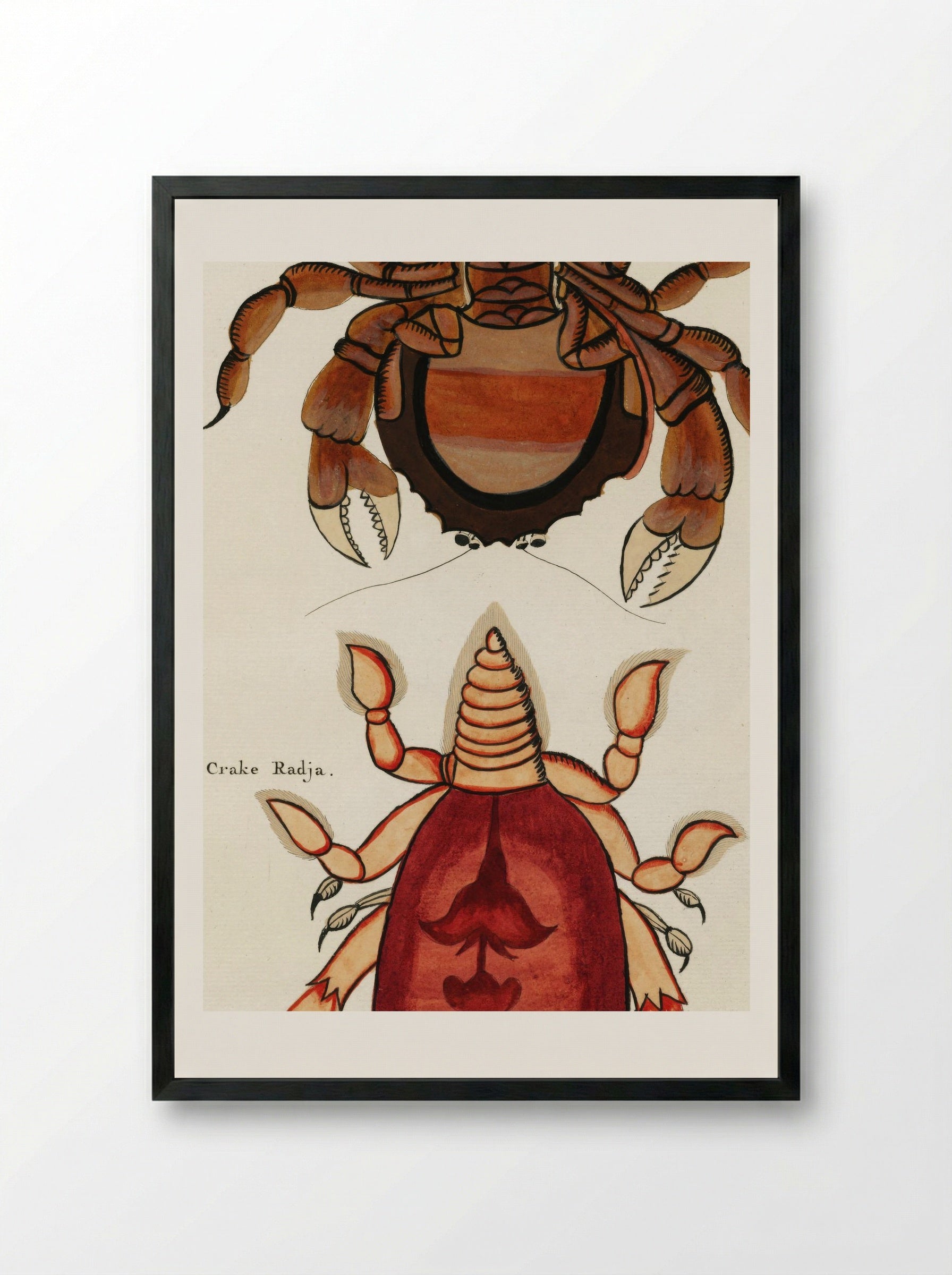 Colourful and Surreal Illustrations of Crabs - Louis Renard - Framed Print Black