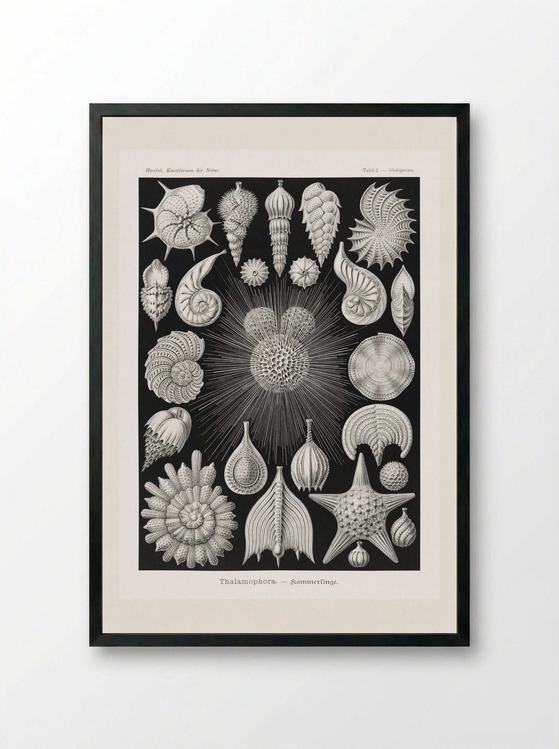Thalamophora-Kammerlinge (1904) - Ernst Haeckel - Framed Print Black