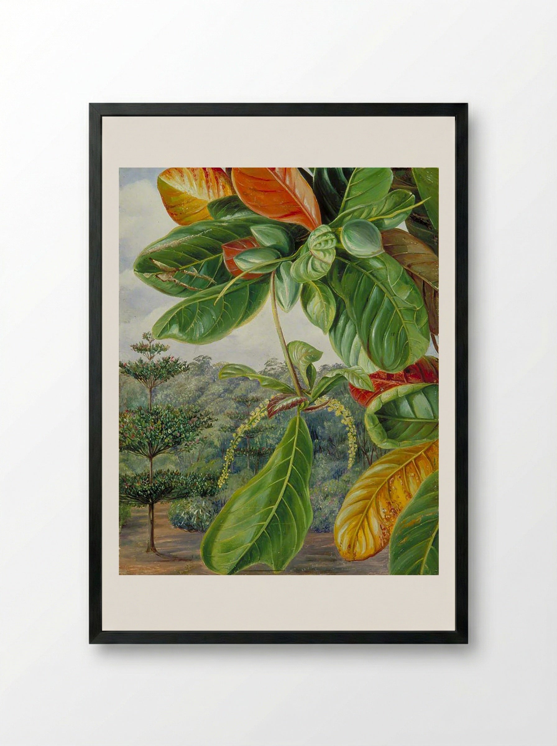 Indian Almond, Terminalia Catappa - Marianne North - Framed Print Black
