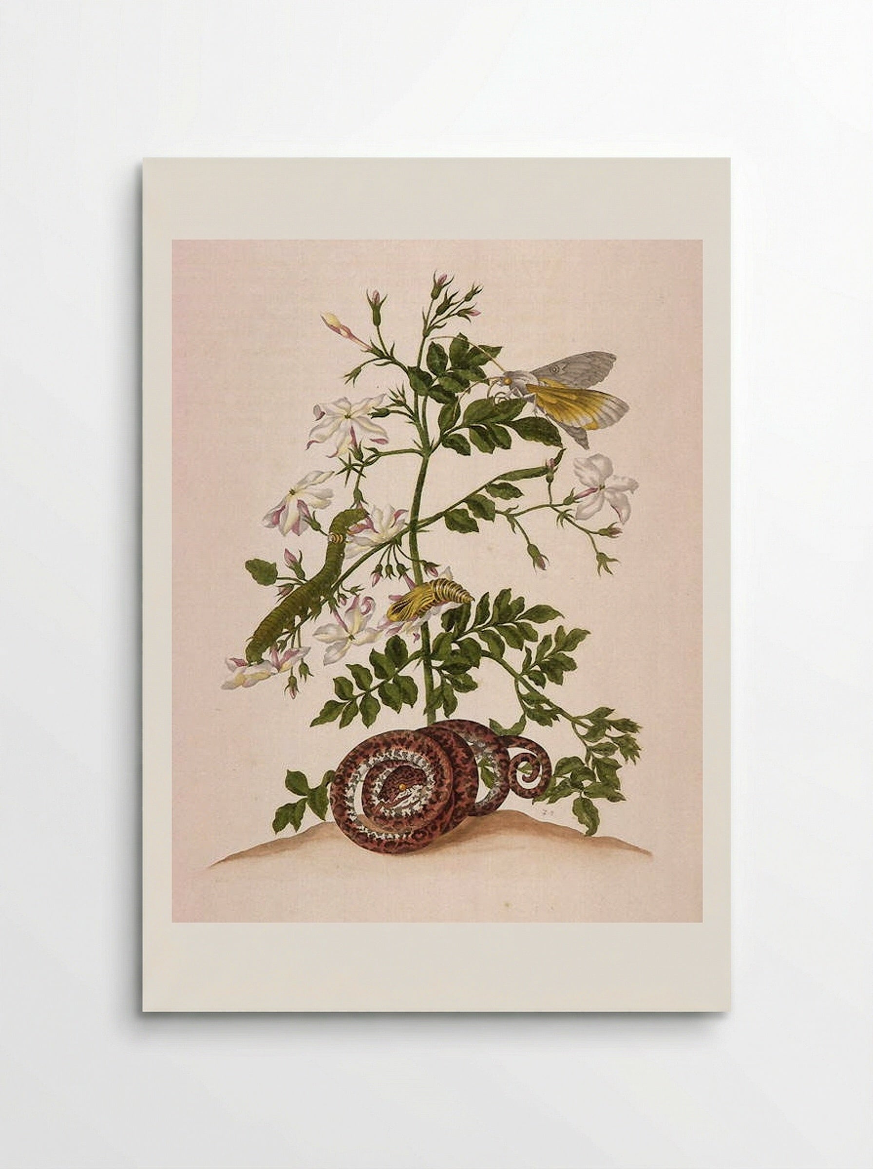 Metamorphosis insectorum Surinamensium (Metamorphosis of the Insects of Suriname), figure 46 - Maria Sibylla Merian - Poster