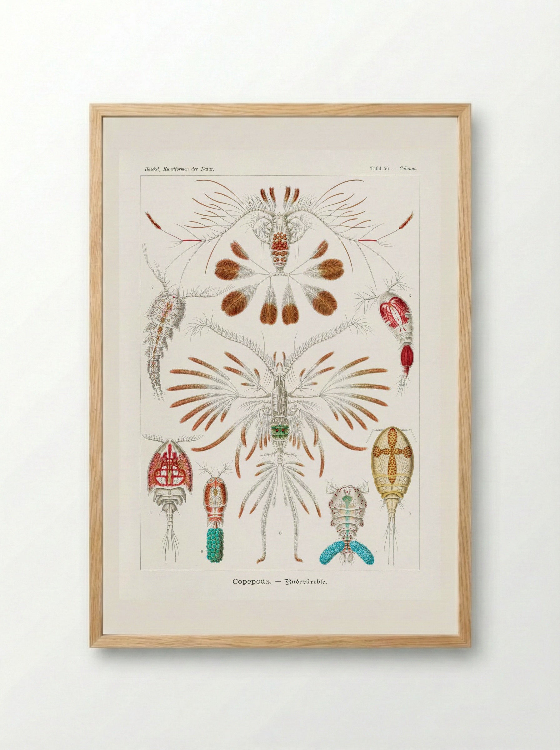 Copepoda-Ruderkrebse (1904) - Ernst Haeckel - Framed Print Wood