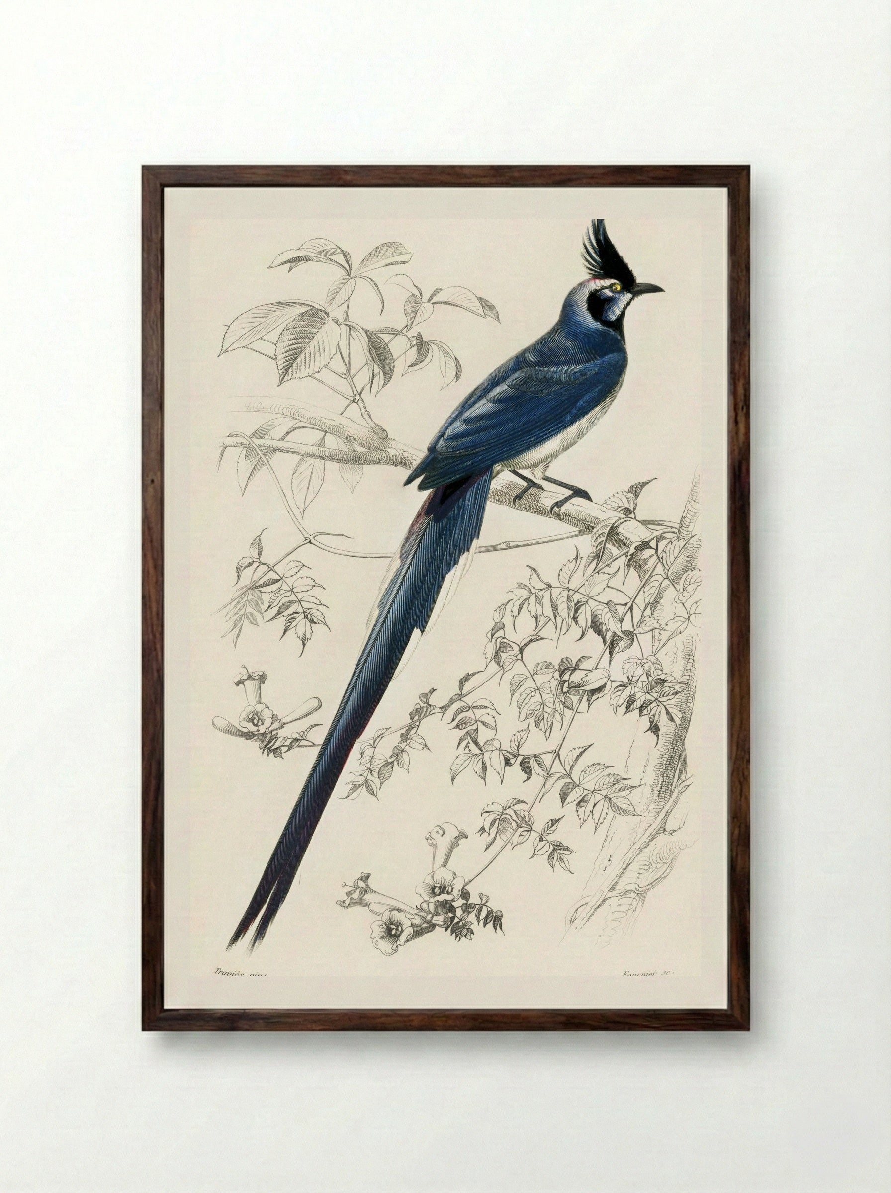 Black-throated Magpie-Jay - Charles Dessalines D'Orbigny - Framed Print Dark Wood