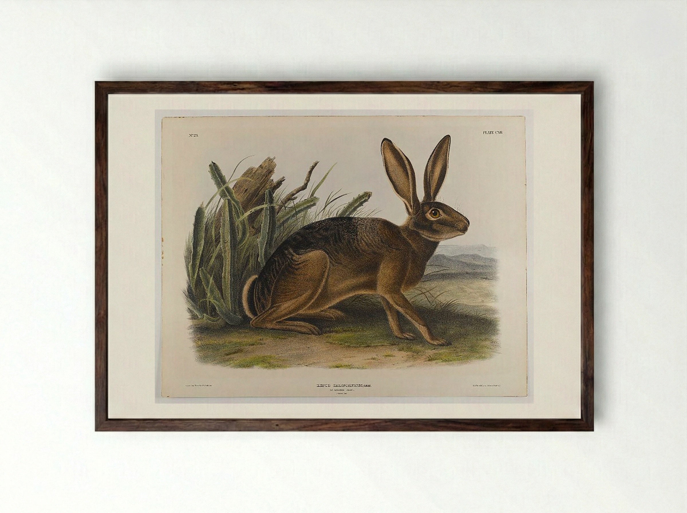 California Hare - John James Audubon - Framed Print Dark Wood