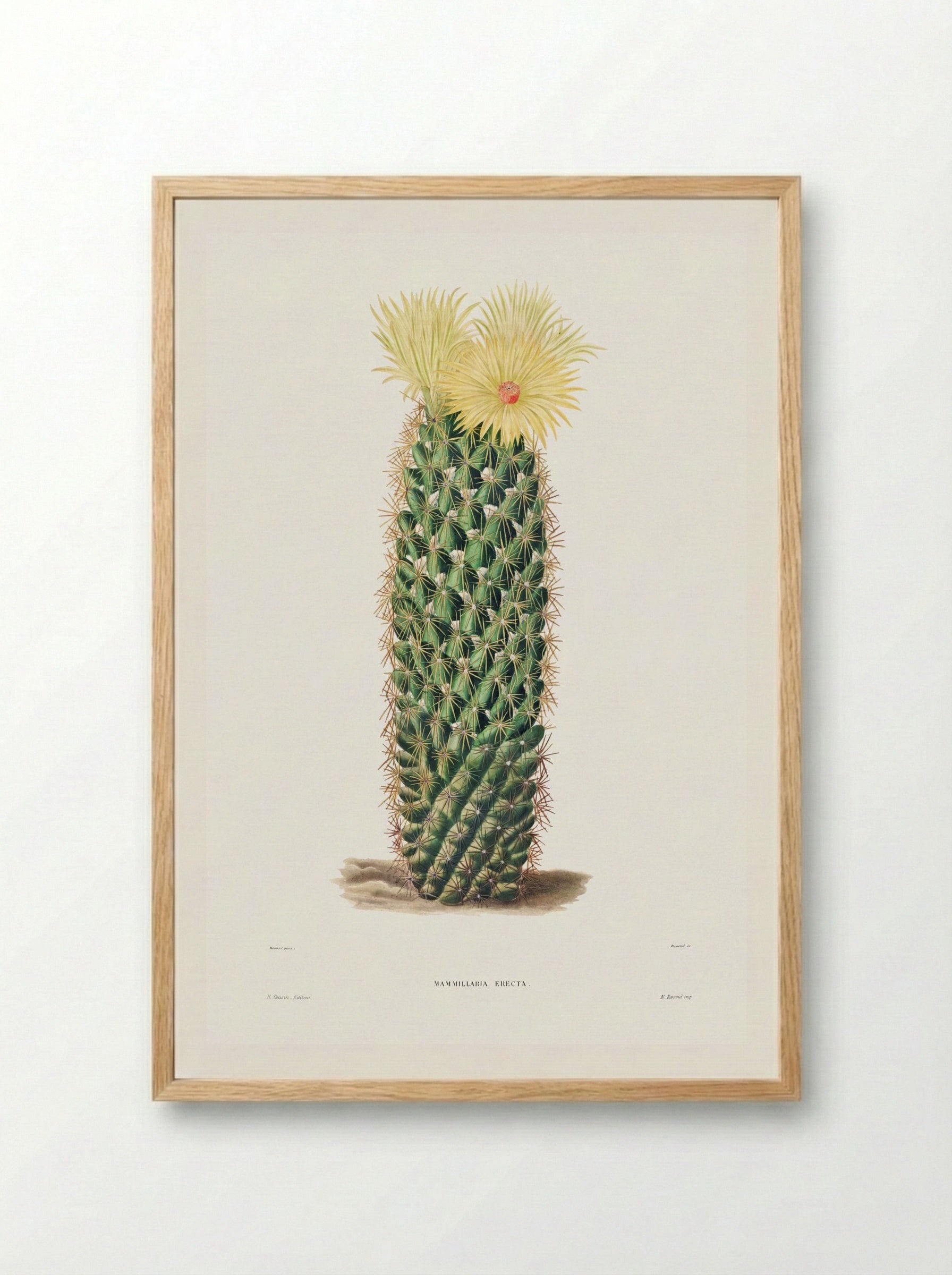 Hedgehog Cactus (Mammillaria Erecta) - Charles Antoine Lemaire - Framed Print Wood