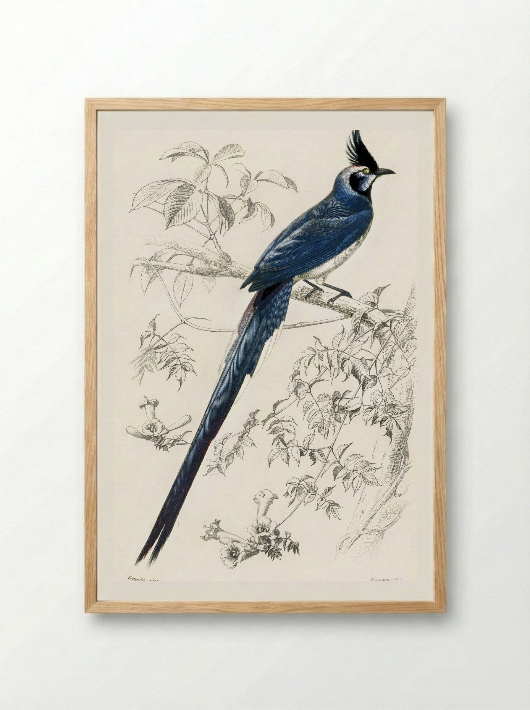 Black-throated Magpie-Jay - Charles Dessalines D'Orbigny - Framed Print Wood