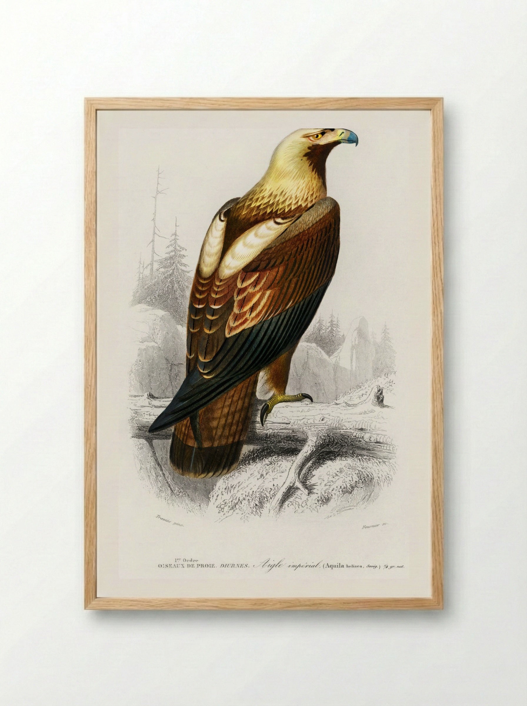 Eastern Imperial Eagle - Charles Dessalines D'Orbigny - Framed Print Wood