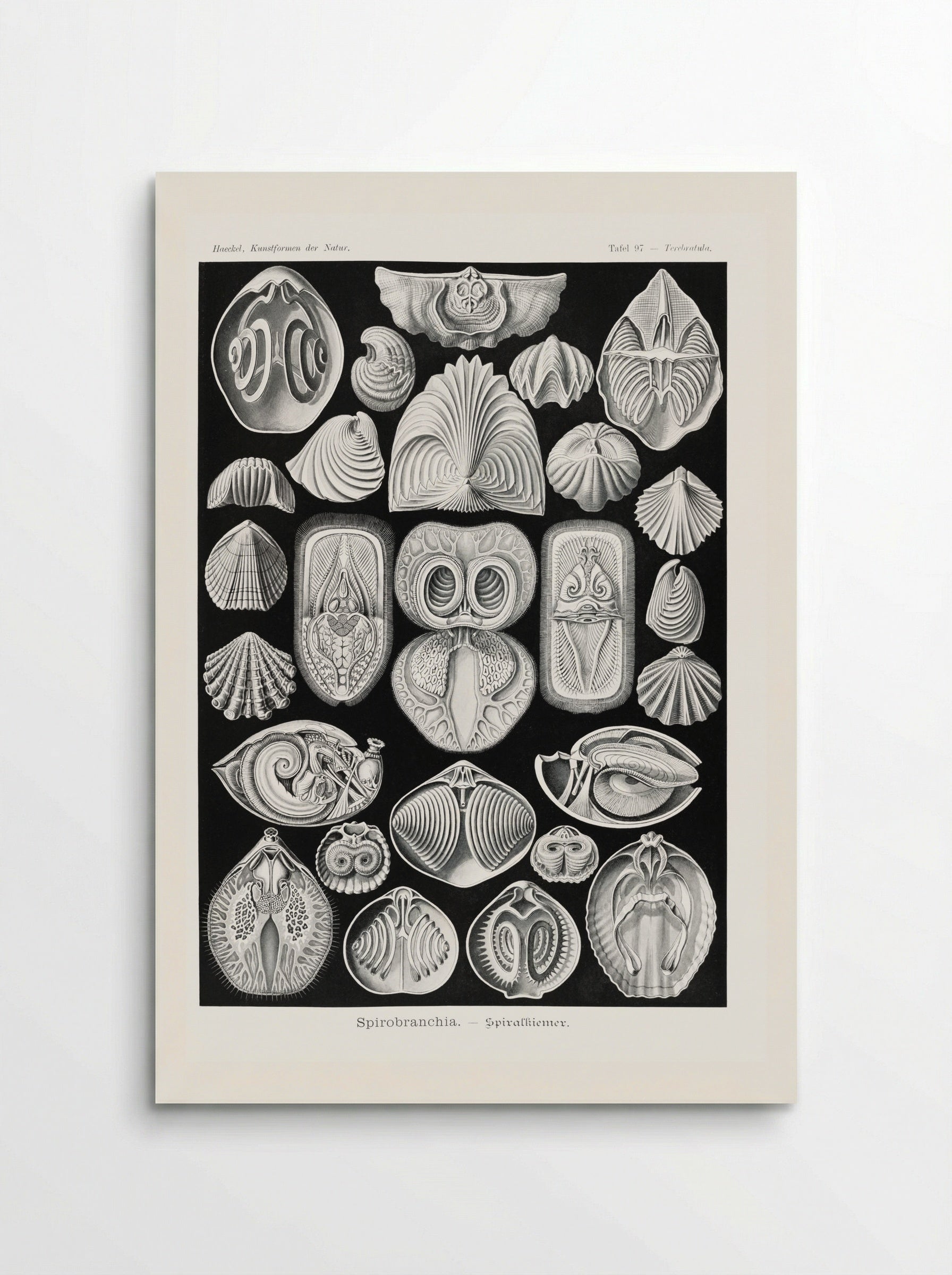 Spirobranchia-Spiralkiemer (1904) - Ernst Haeckel - Poster