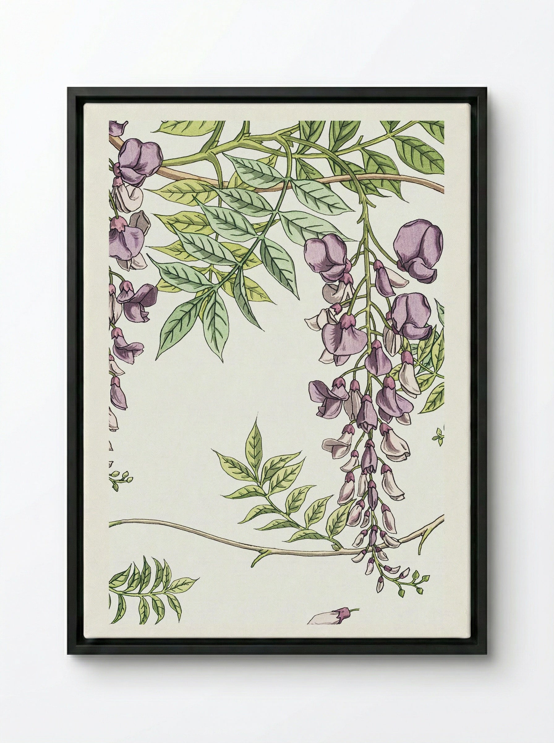 Glycine, Wisteria - Maurice Pillard Verneuil - Framed Canvas Black