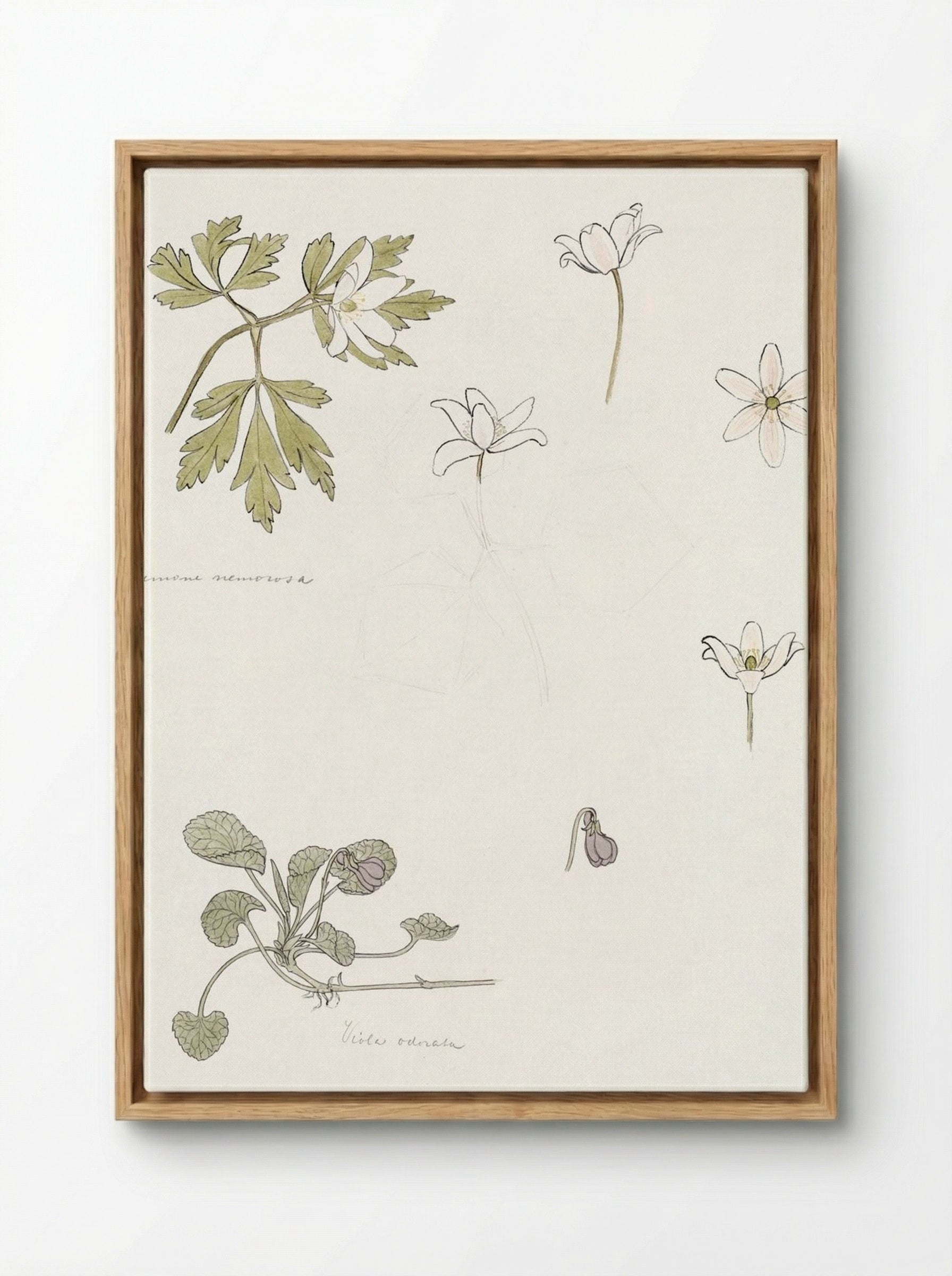 Sketches of Wood Anemone and Sweet Violet - Julie de Graag - Framed Canvas Wood