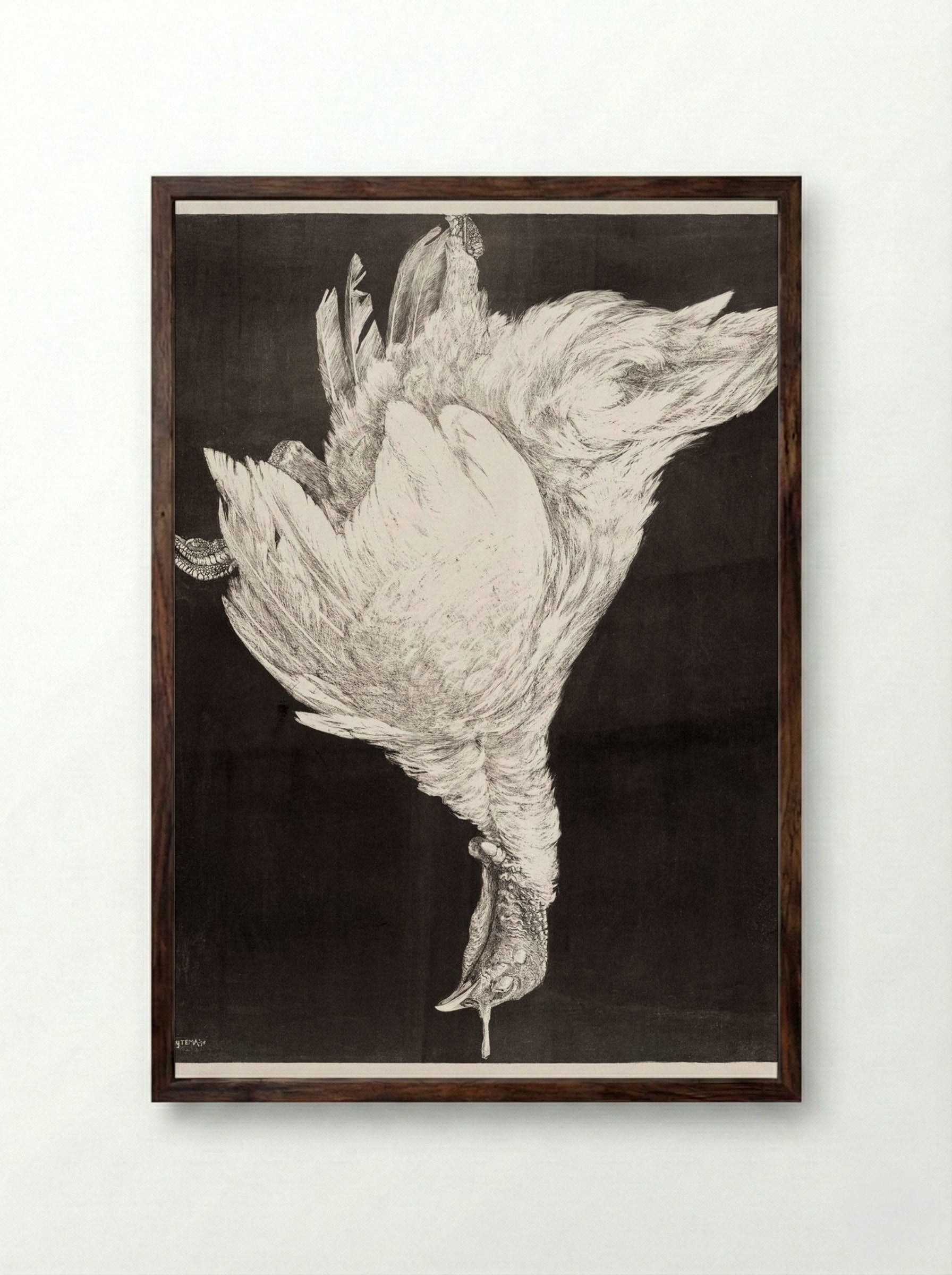 Dead Turkey - Theo van Hoytema - Framed Print Dark Wood