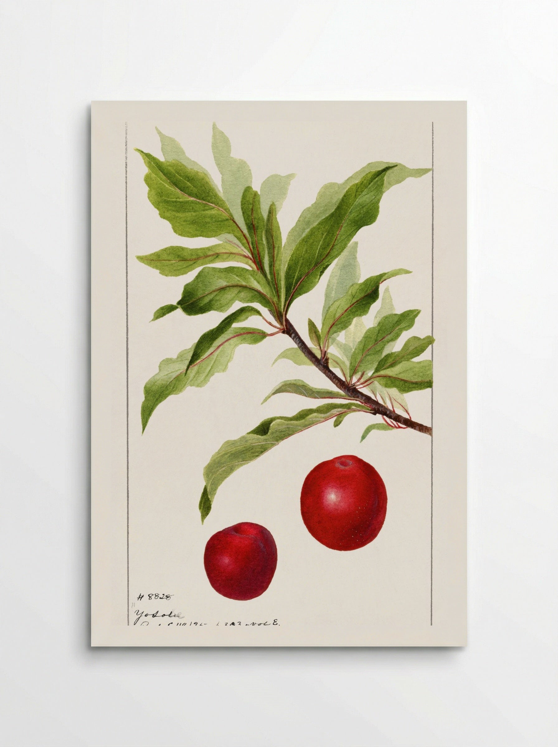 Plums (Prunus Domestica) (1895) - Deborah Griscom Passmore - Poster