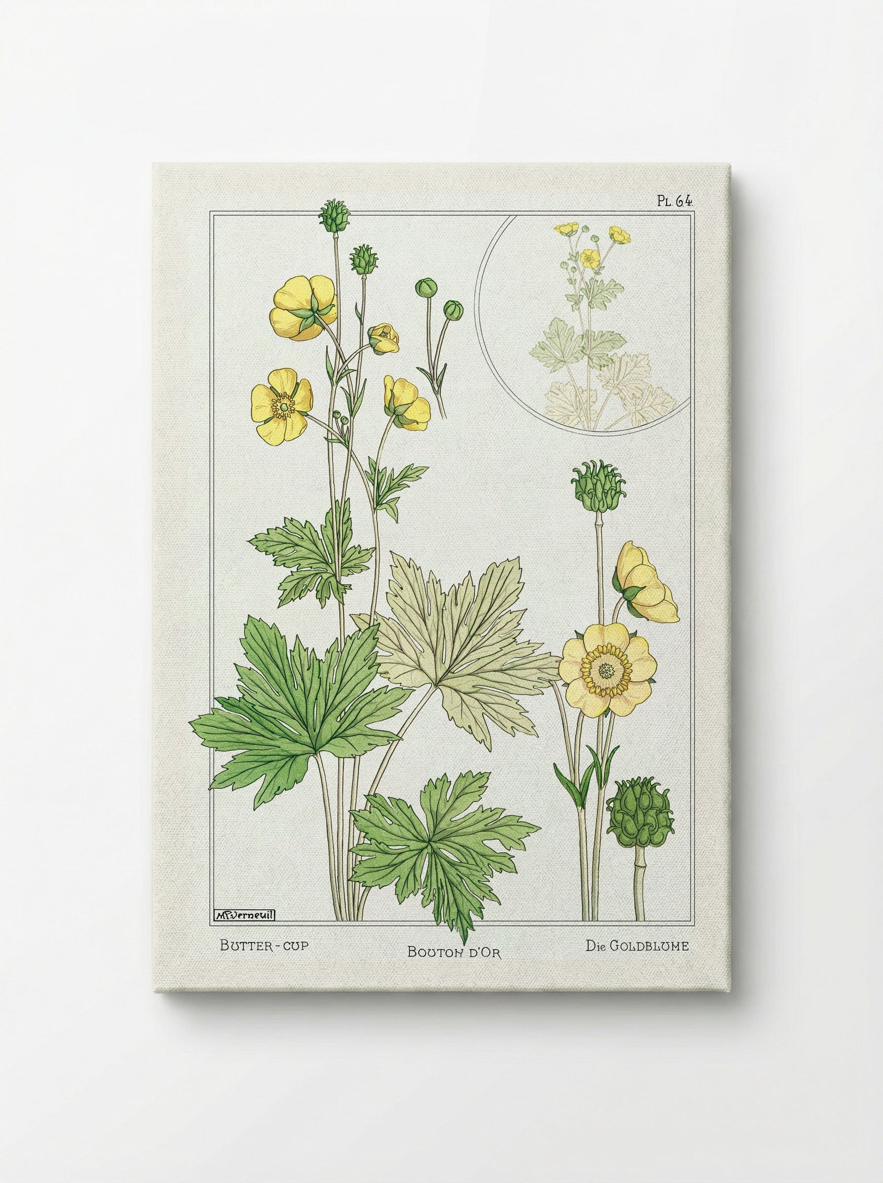 Bouton d'Or (Buttercup) - Maurice Pillard Verneuil - Canvas