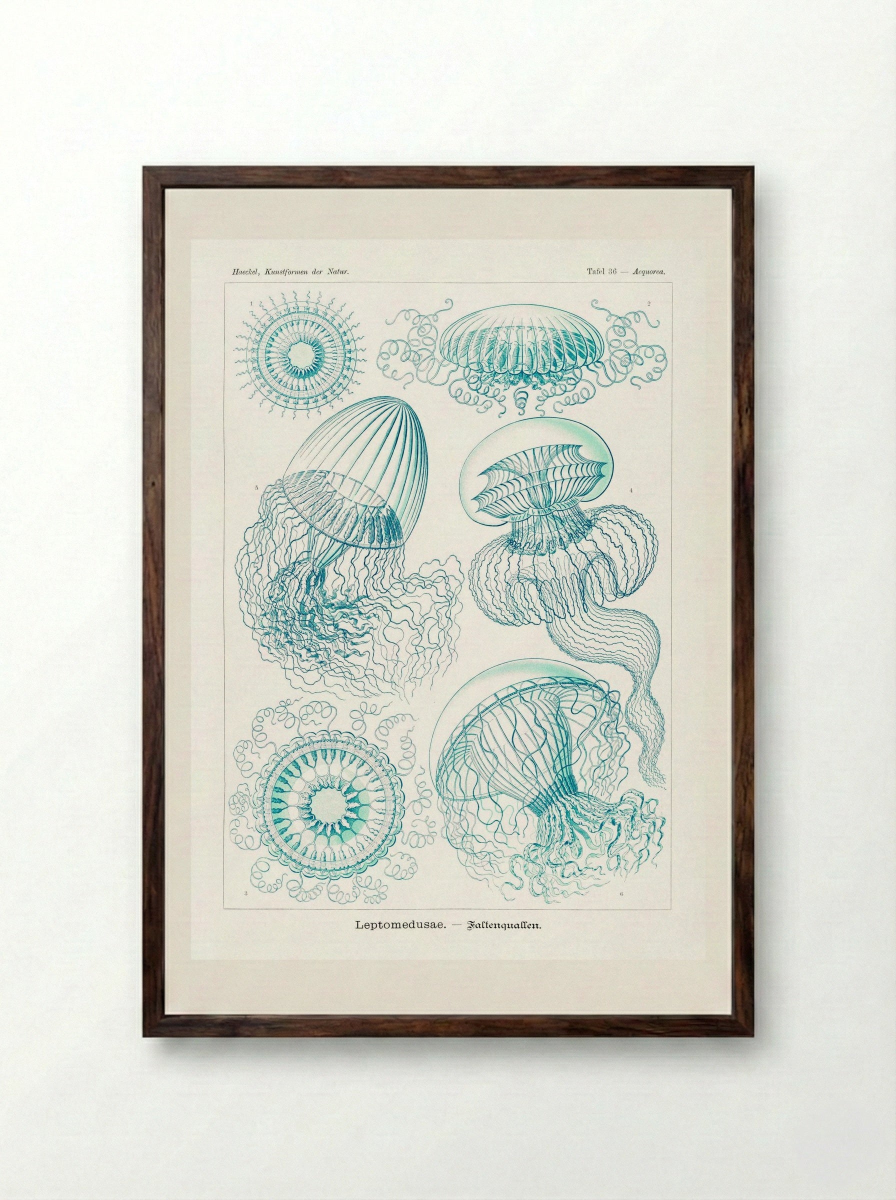 Leptomedusae-Faltenquallen (1904) - Ernst Haeckel - Framed Print Dark Wood