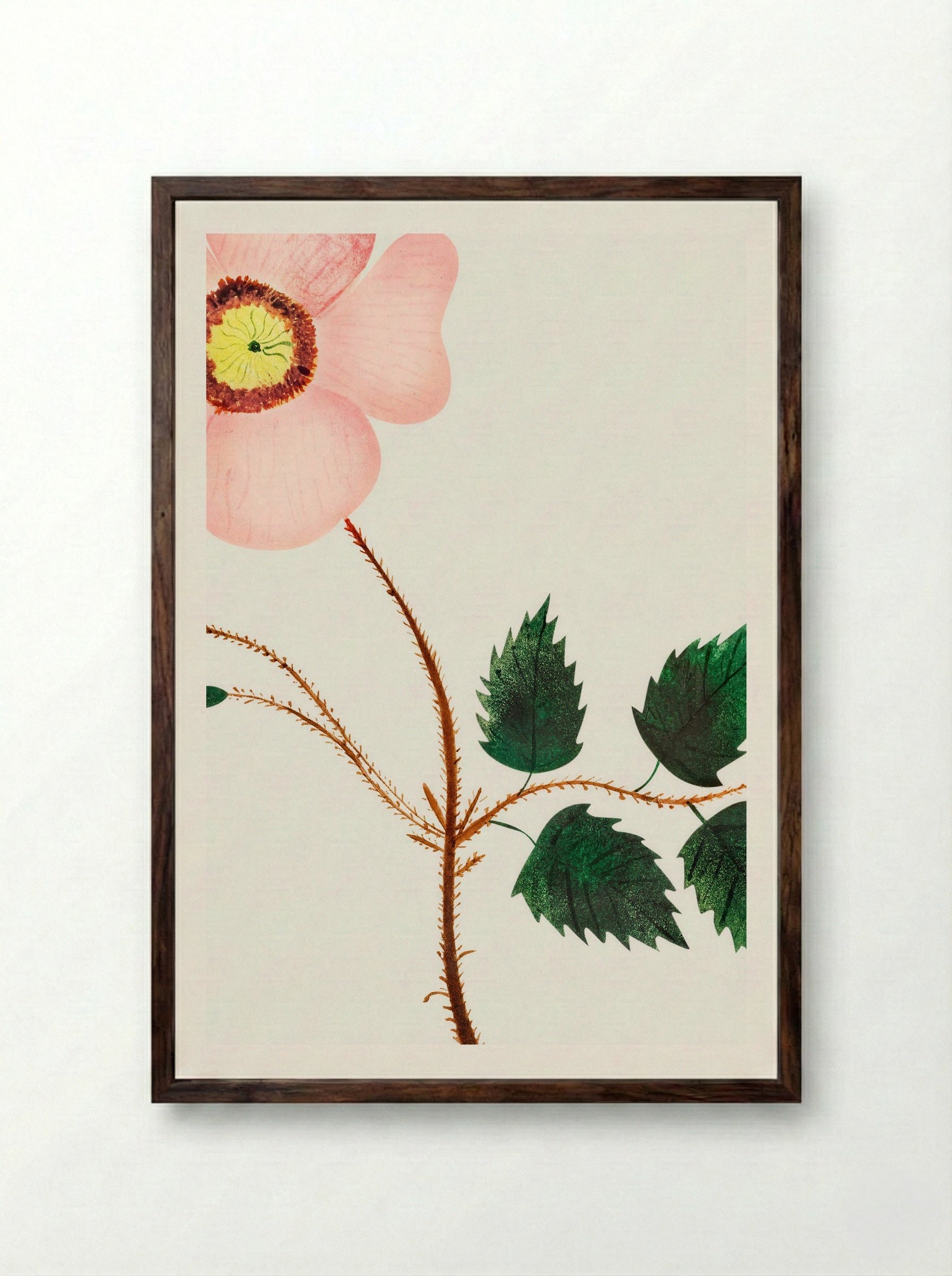 Wild Rose - Mary Altha Nims - Framed Print Dark Wood