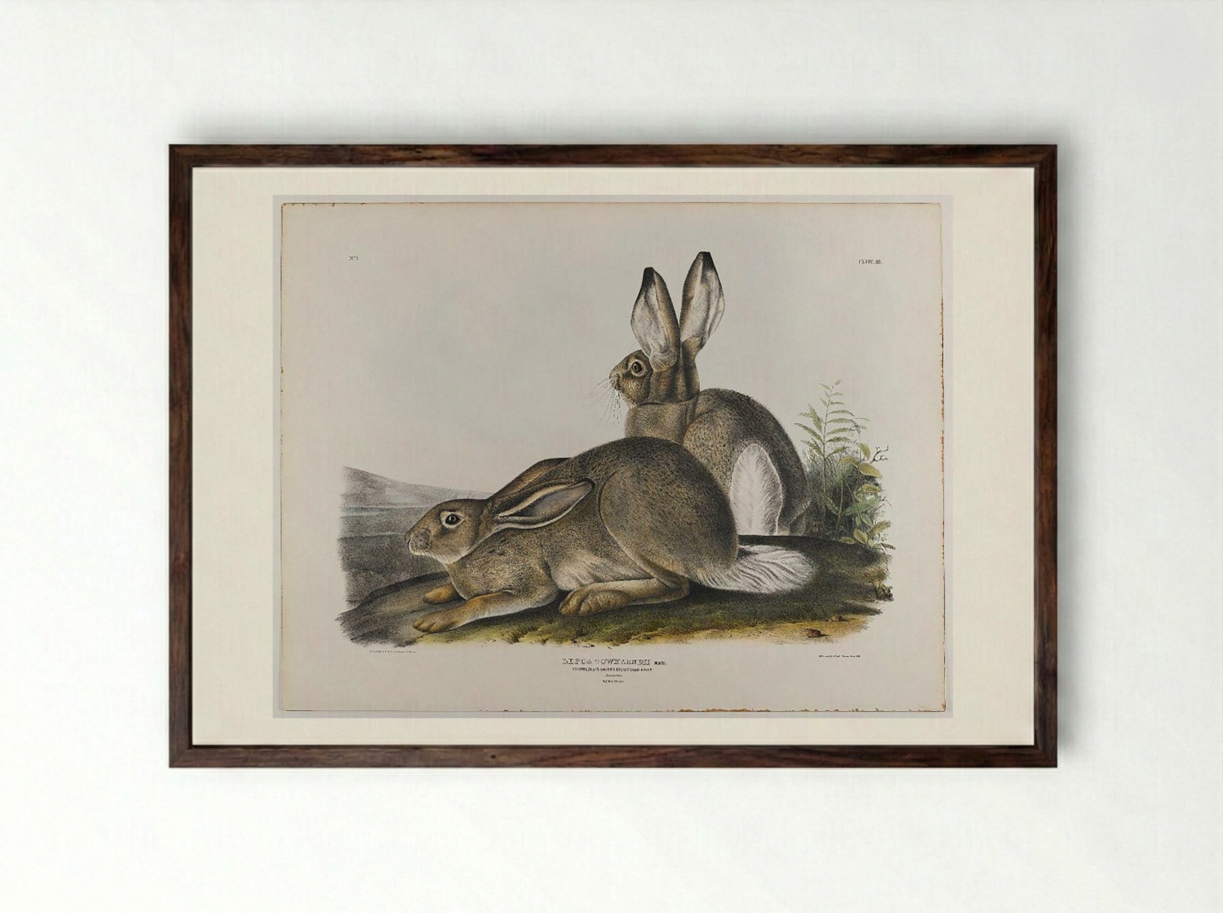 Townsend's Rocky Mountain Hare - John James Audubon - Framed Print Dark Wood